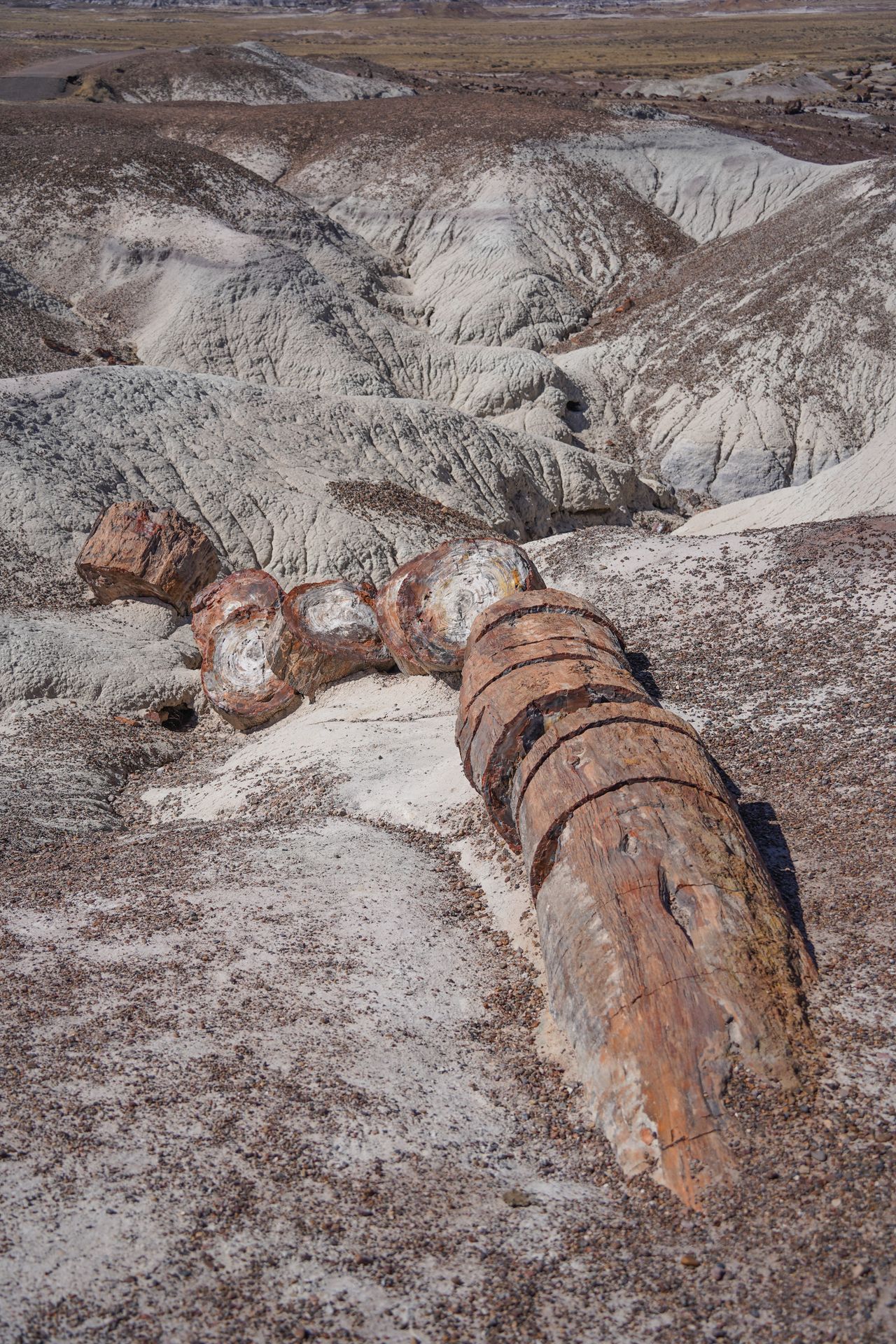 A log that is broken up and petrified on the Crystal Forest Trail