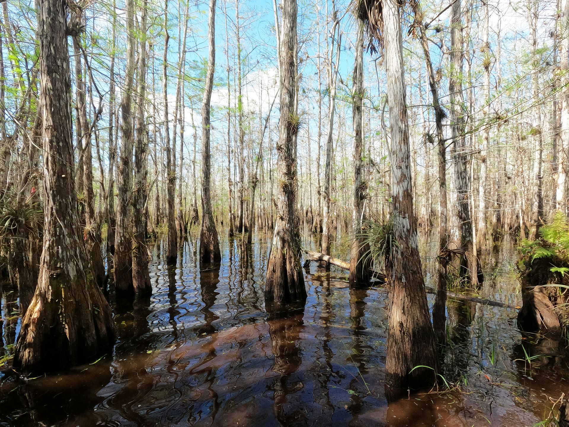 Inside of the cypress dome, cypress trees are as far as the eye can see. Some have green air plants attached.