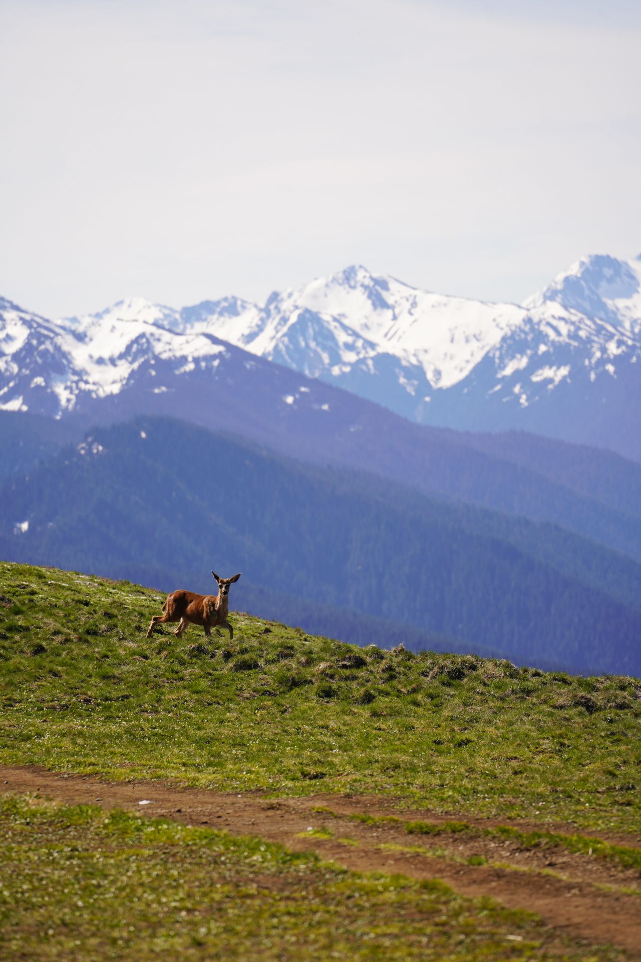 A deer walking on grass on the Hurricane Hill hike in Olympic National Park