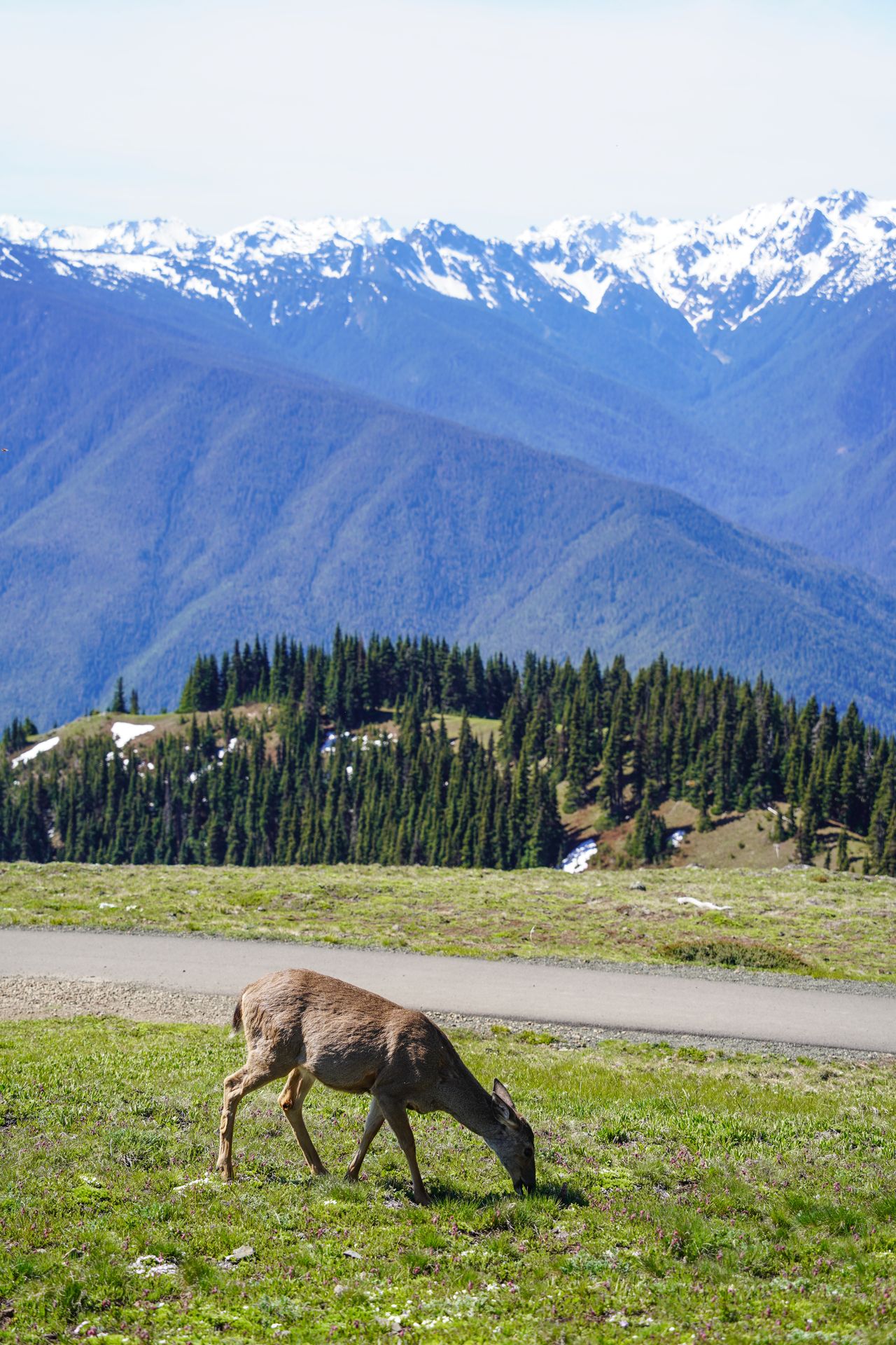 A deer grazing at the top of Hurricane Hill