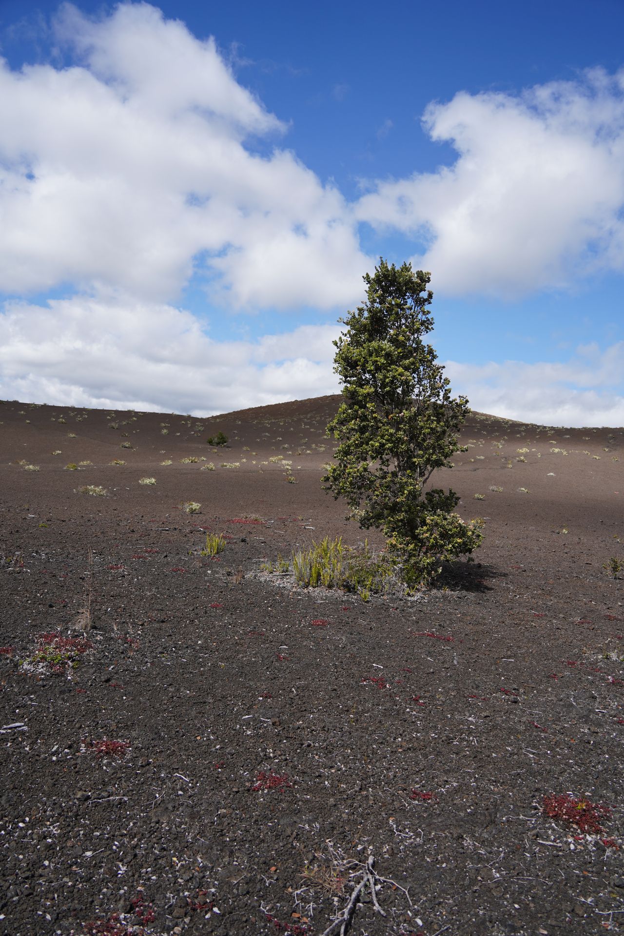 A single tree growing up of a cinder cone