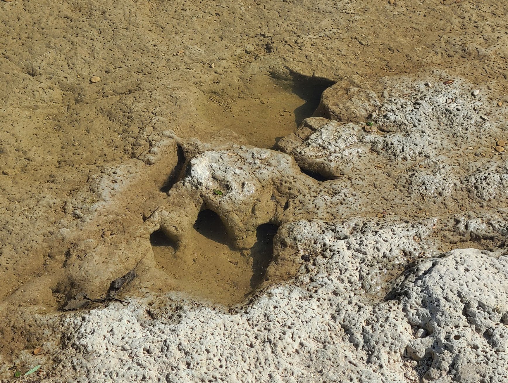 A close up view of dinosaur tracks under the water.
