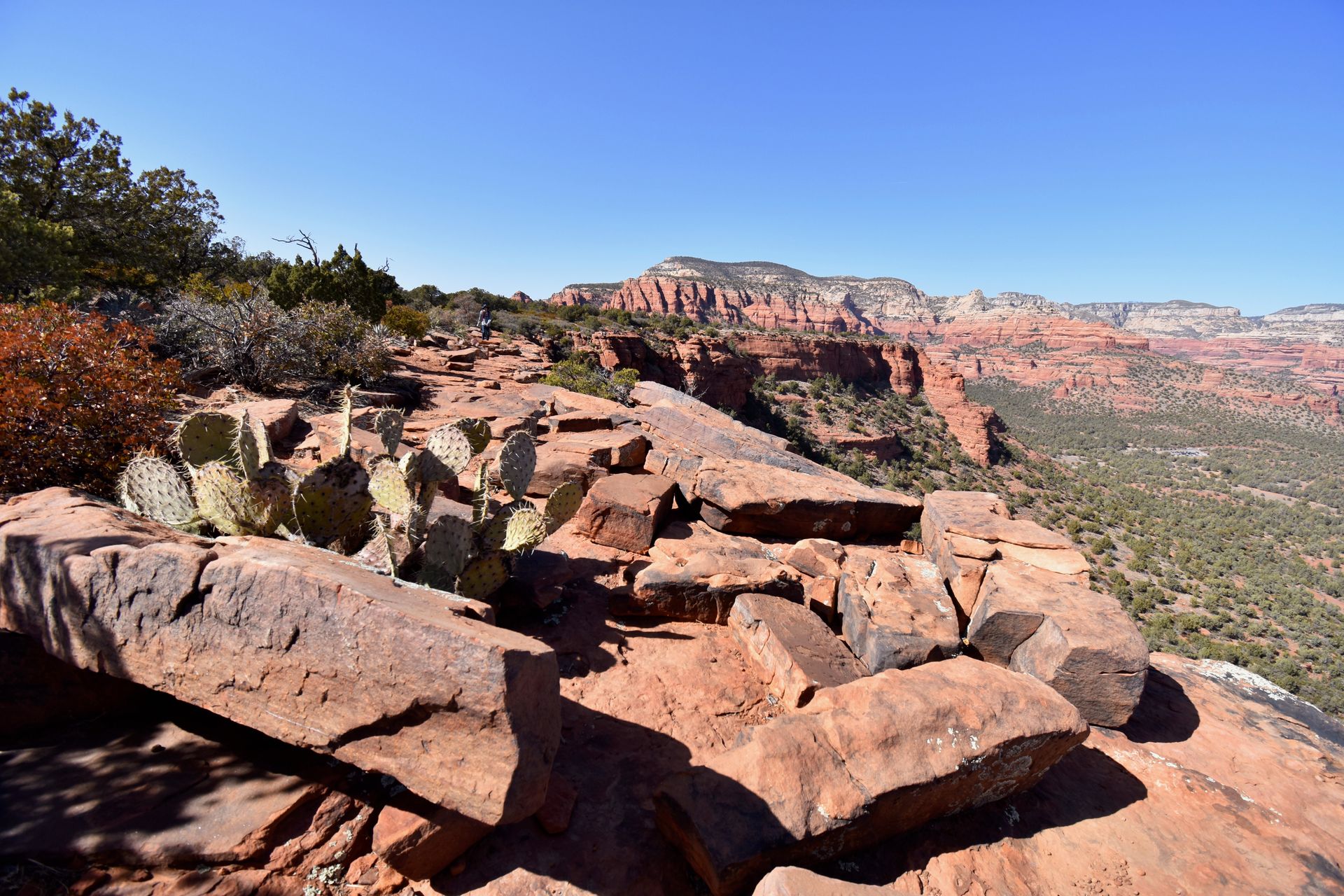 A rock face with cacti on it. There is a view of valley with orange rocks from the rock face.