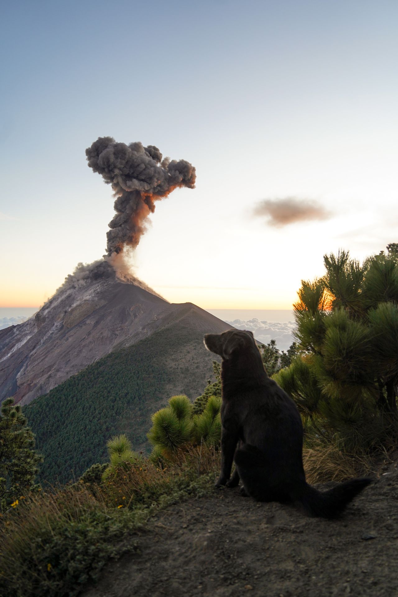 A black dog sitting in the foreground while Fuego erupts in the distance