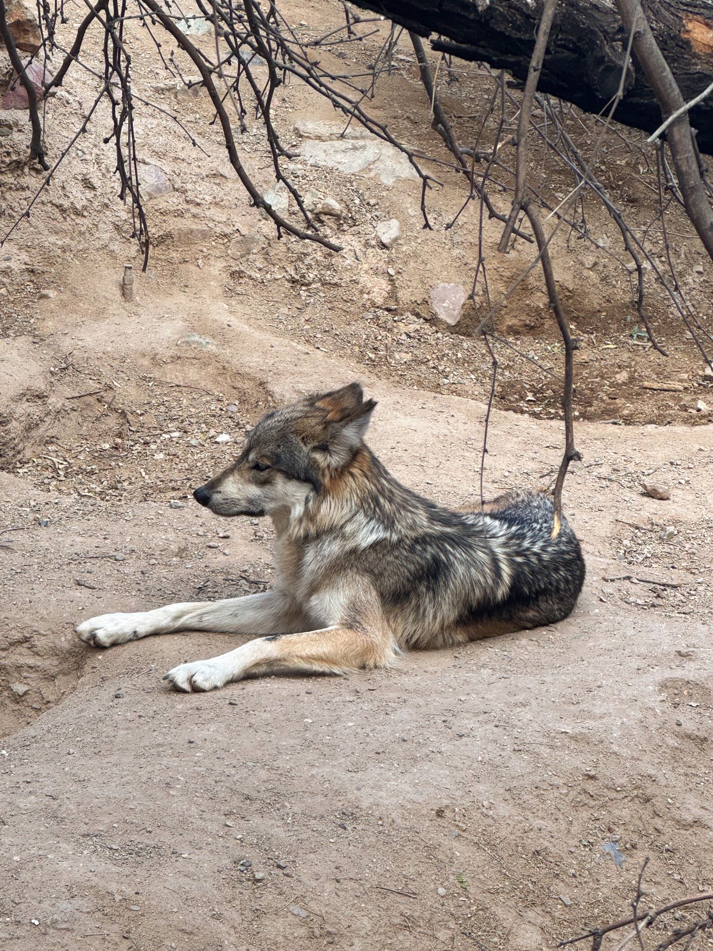 A Mexican gray wolf at the Arizona-Sonora Desert Museum