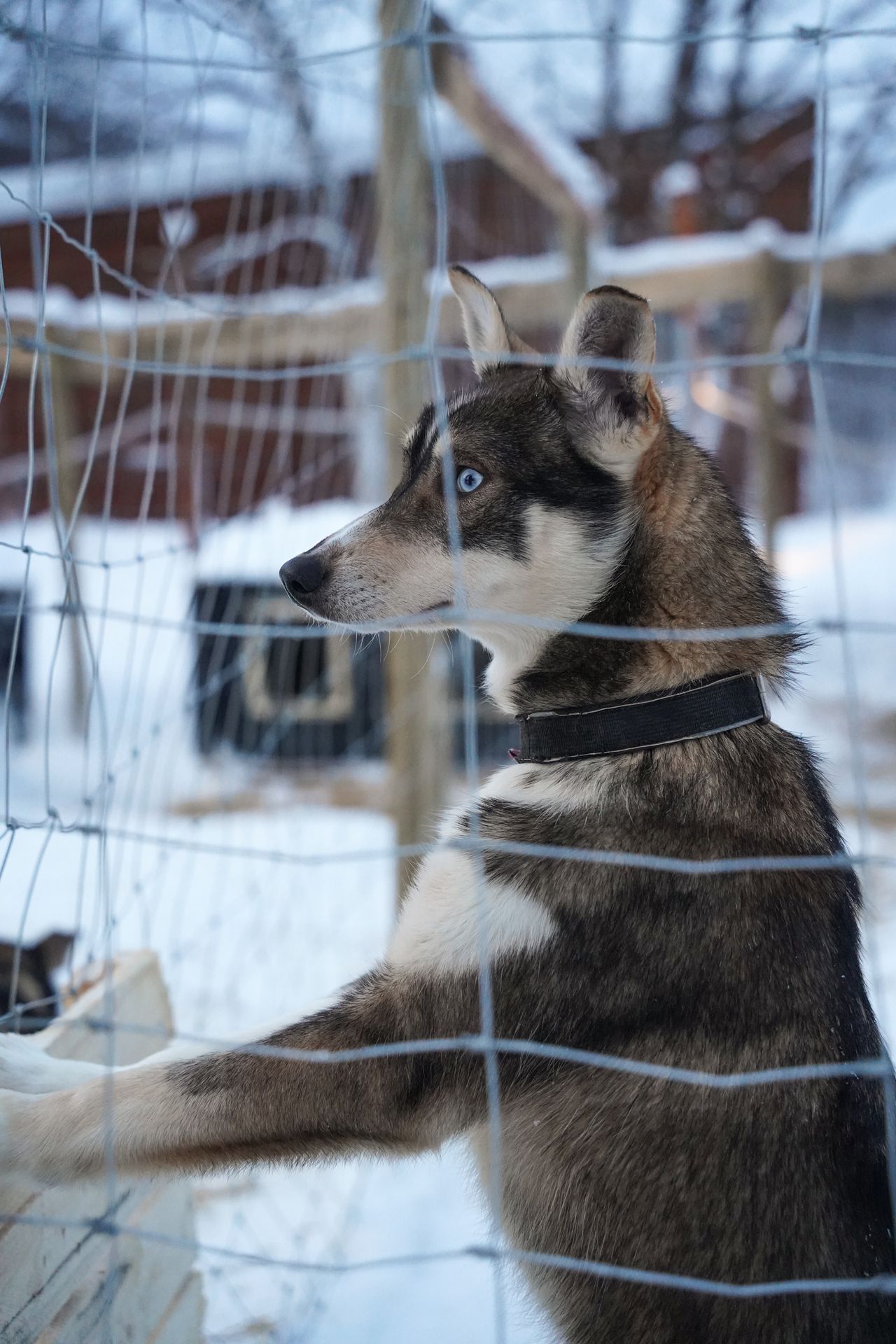 A dog standing up against a fence at Camp Tamok