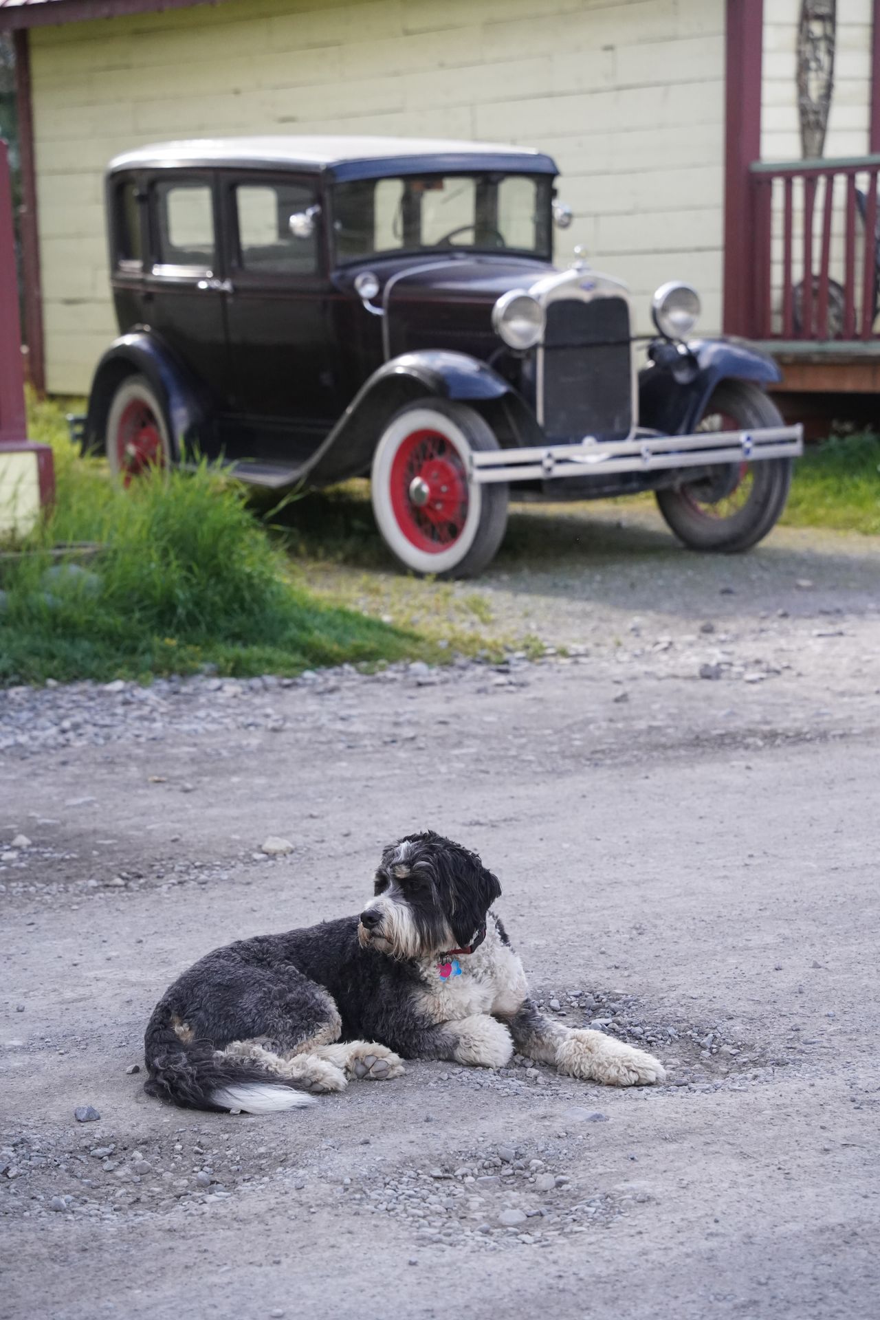 A black and white sock laying down on a road in McCarthy, with a vintage car in the background