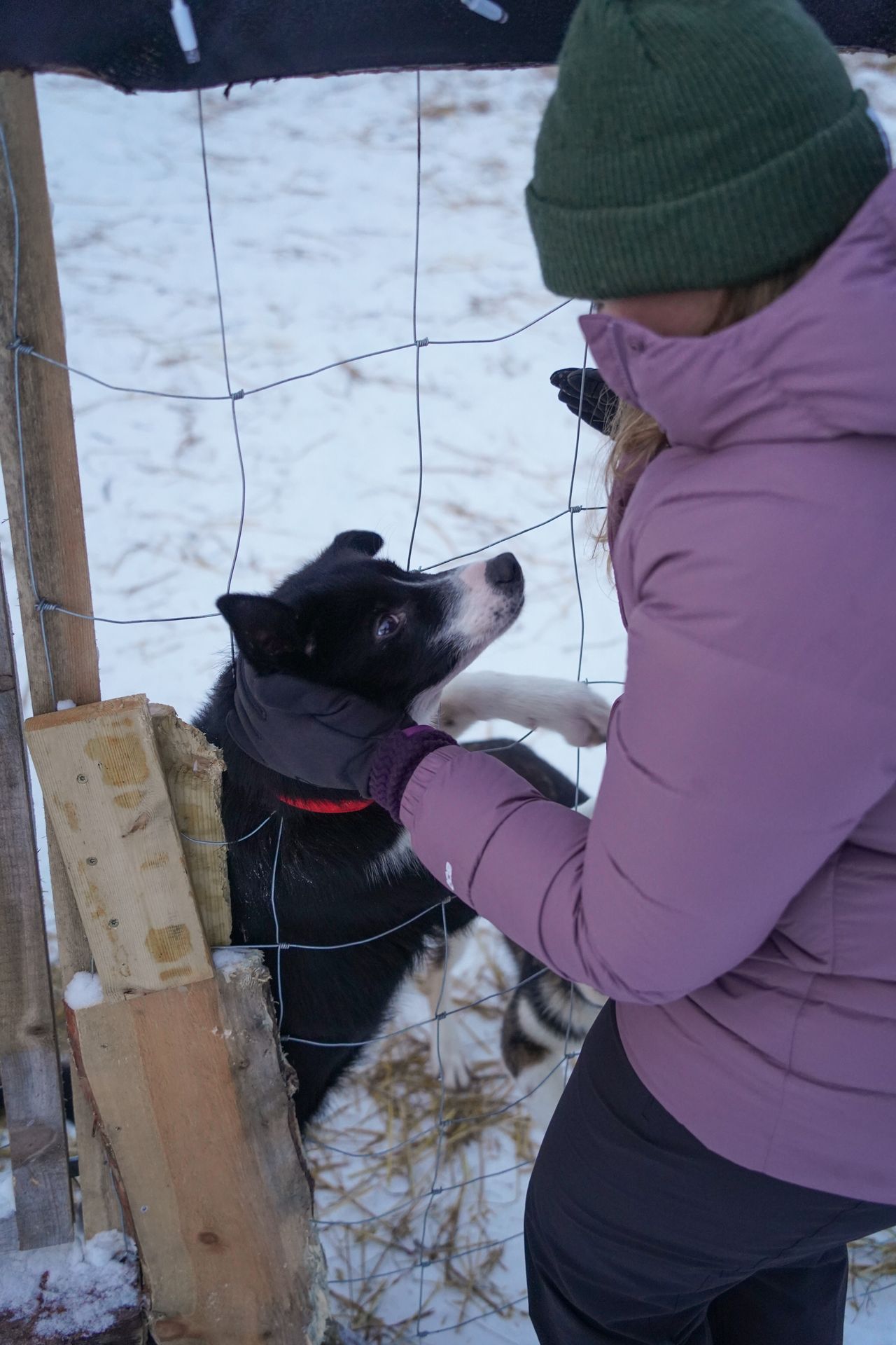 Lydia petting a small dog between a fence