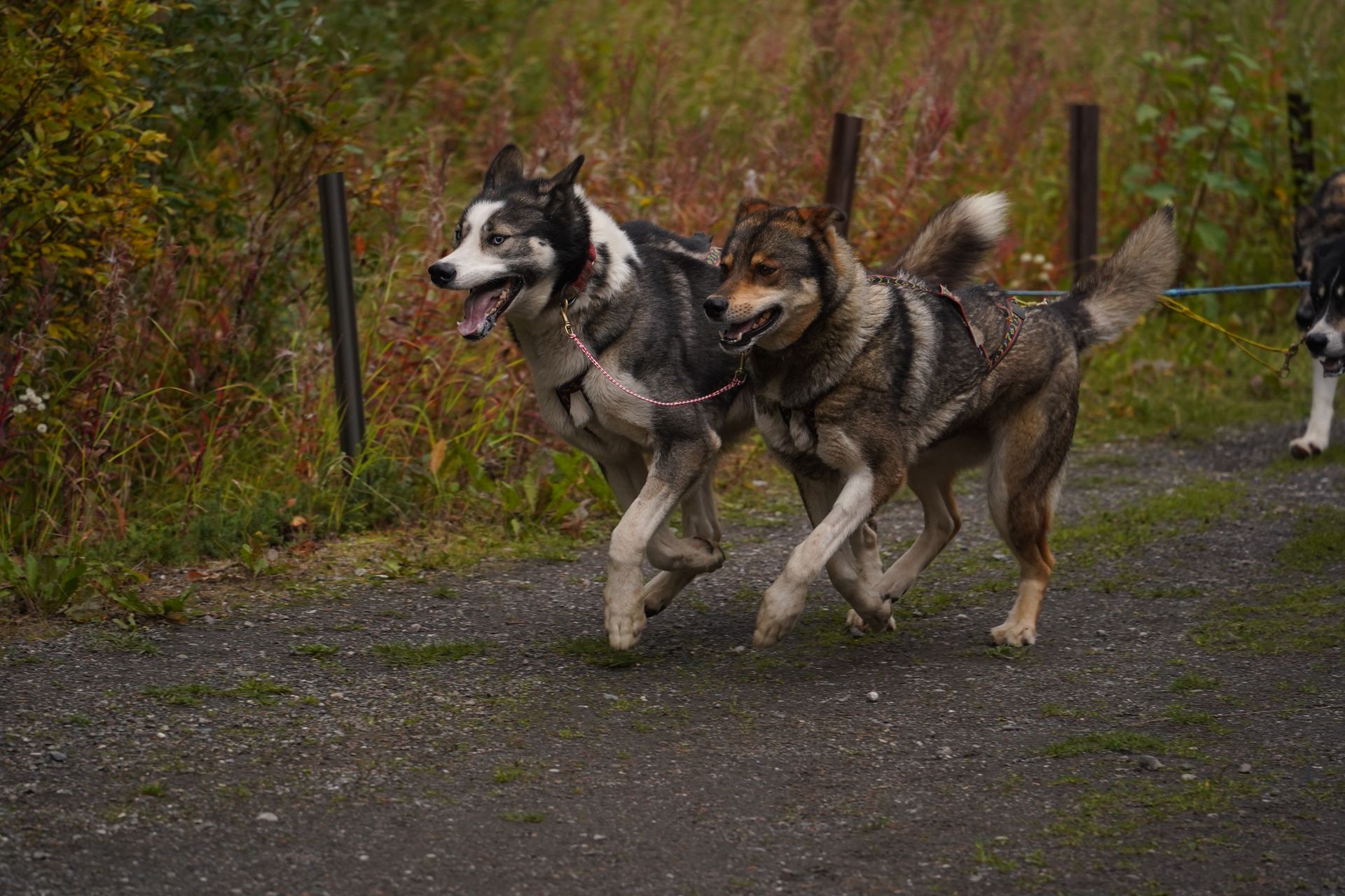 Two husky dogs running during a sled dog demonstration in Denali