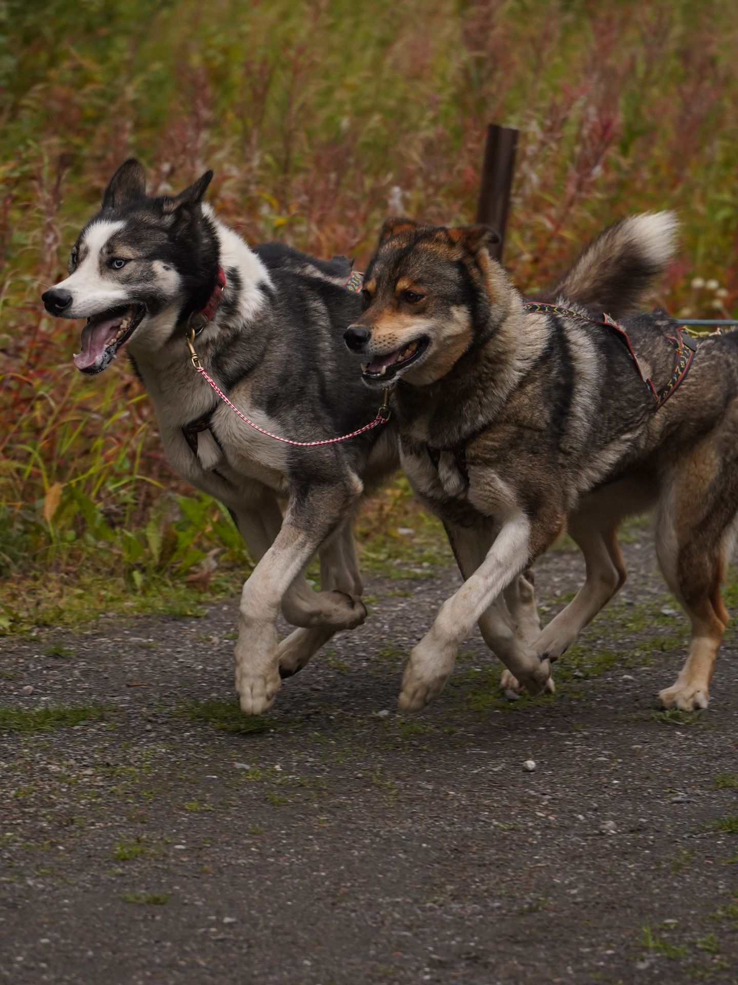 Two husky dogs running during a sled dog demonstration in Denali