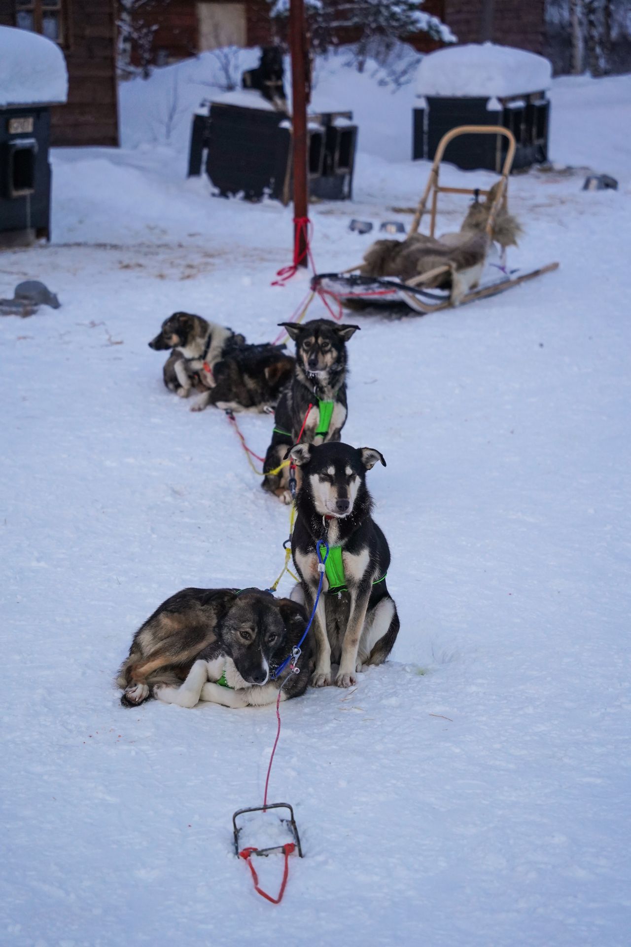 Dogs attached to a sled, but relaxing before or after a run