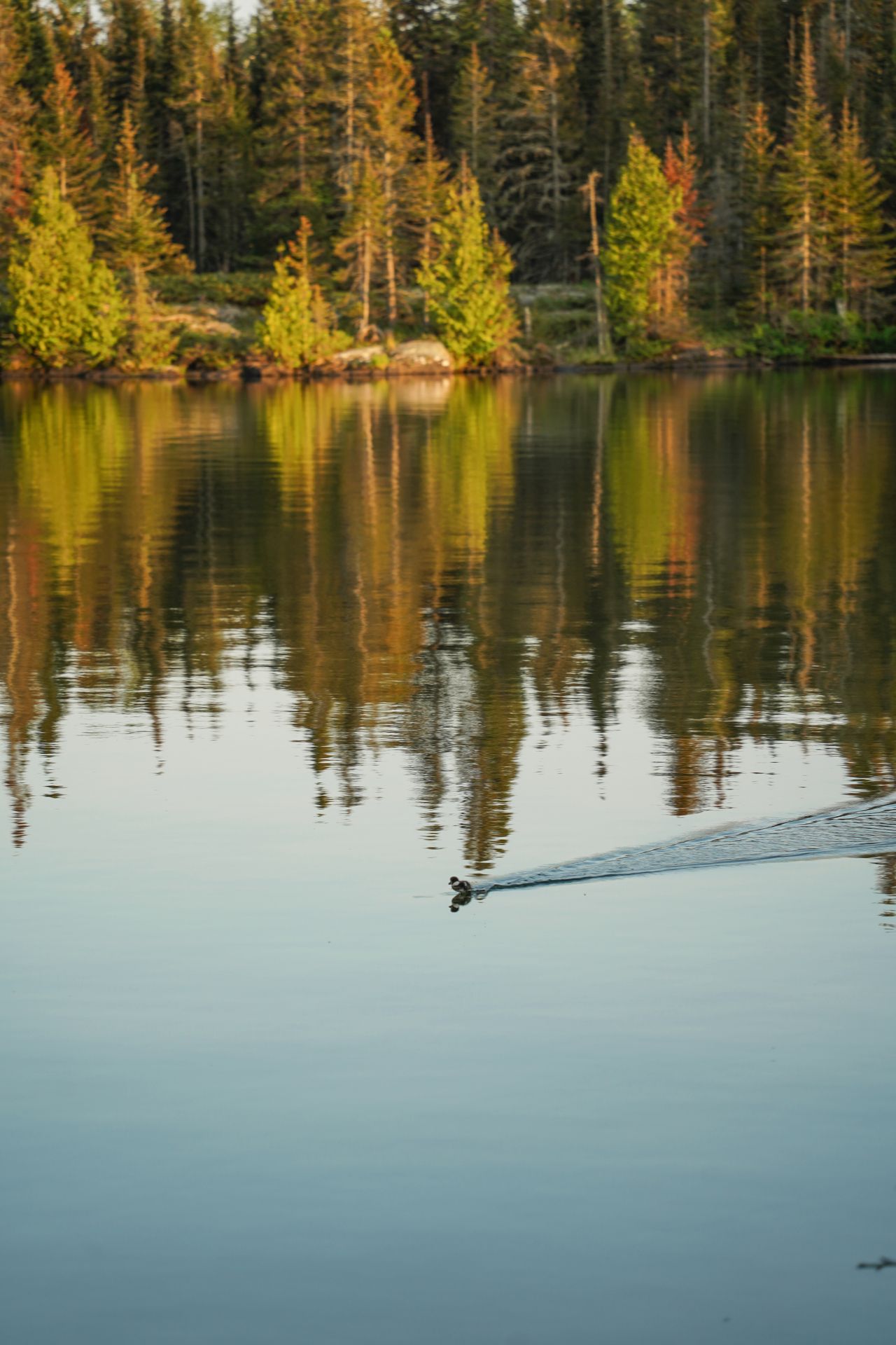 A tiny duck skidding on the water with trees reflecting into the water behind it.