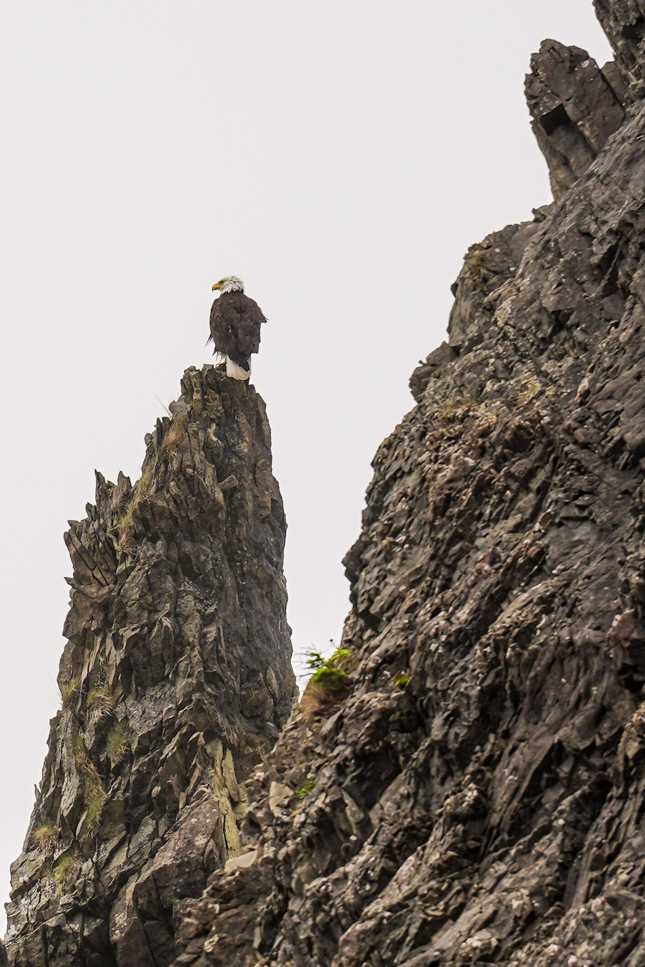 A bald eagle sitting on a rock on the Rialto Beach Trail