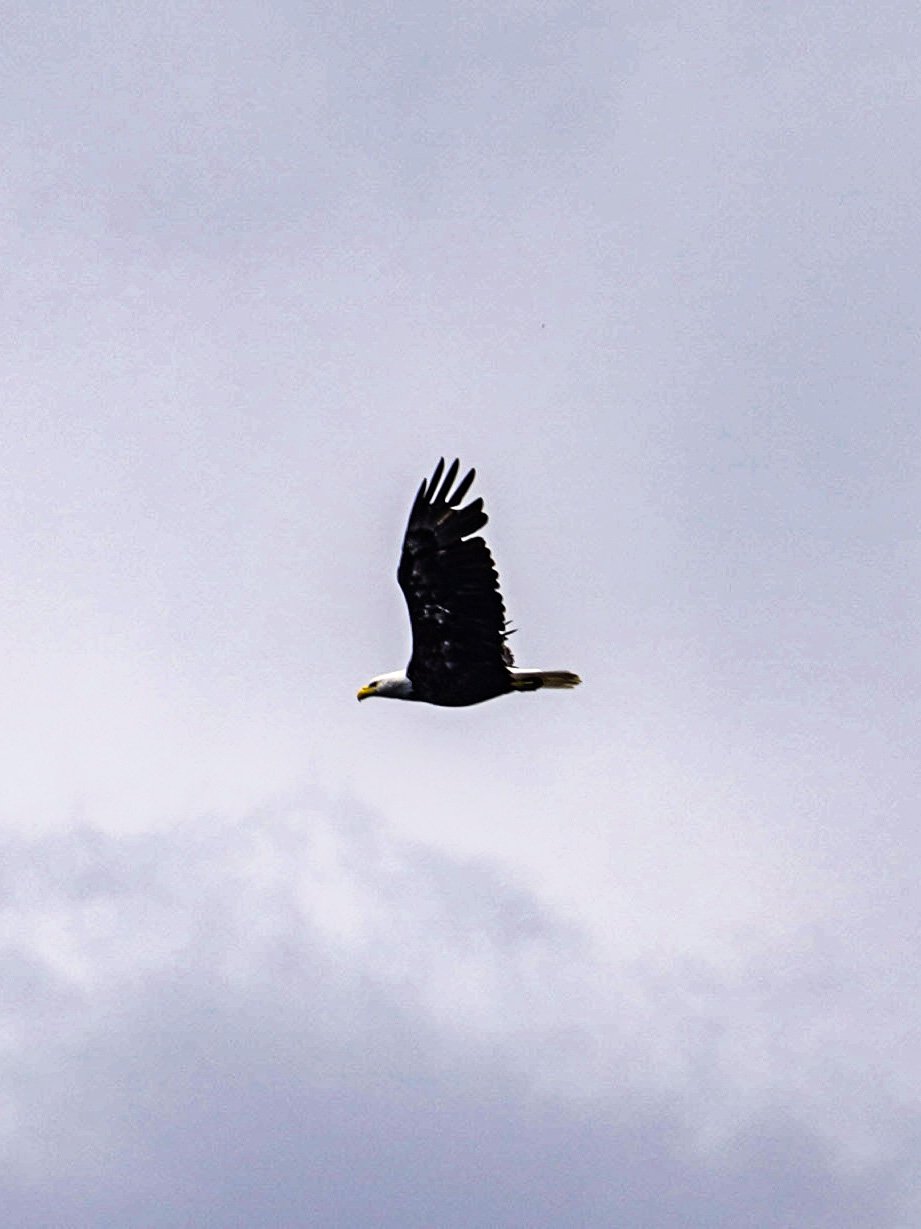 A bald eagle flying by in Voyageurs National Park
