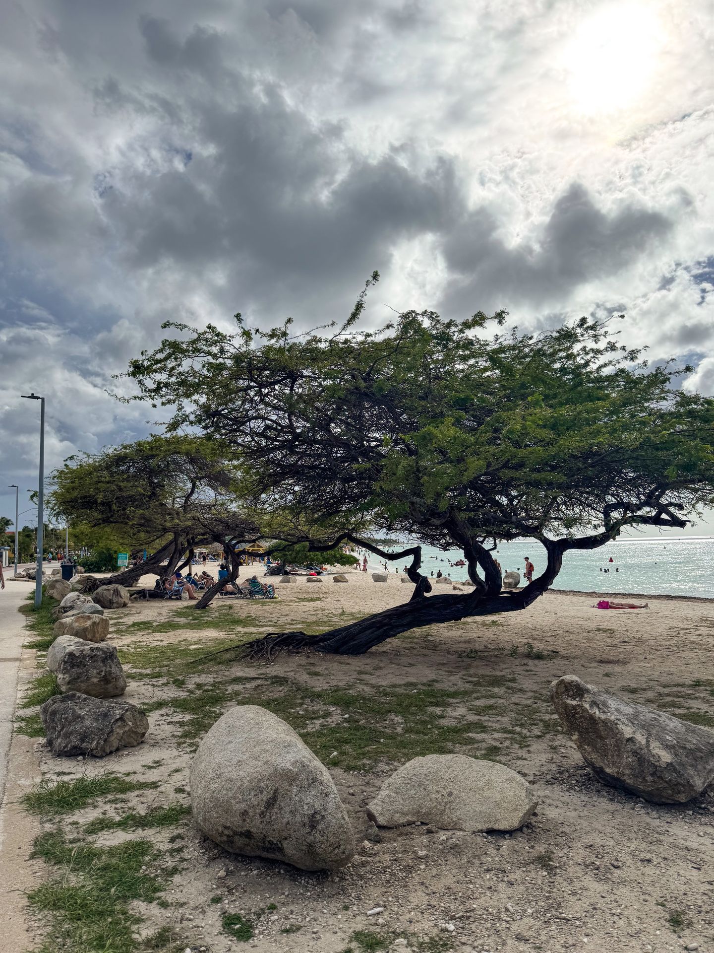 Fofoti trees at Eagle Beach