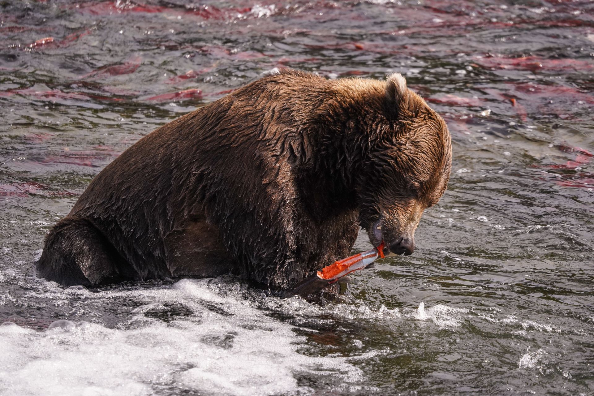 A bear eating a salmon at Brooks Falls in Katmai National Park