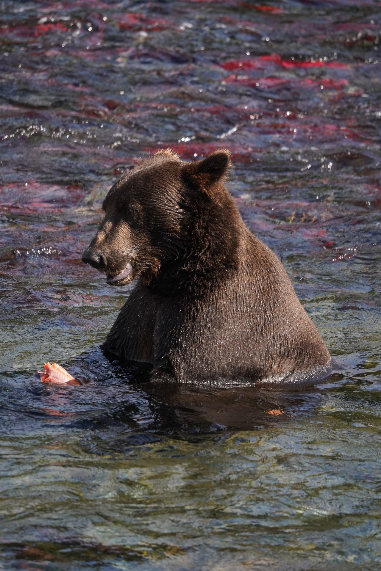 A bear with its head out of the water holding a half eaten salmon at Brooks Falls