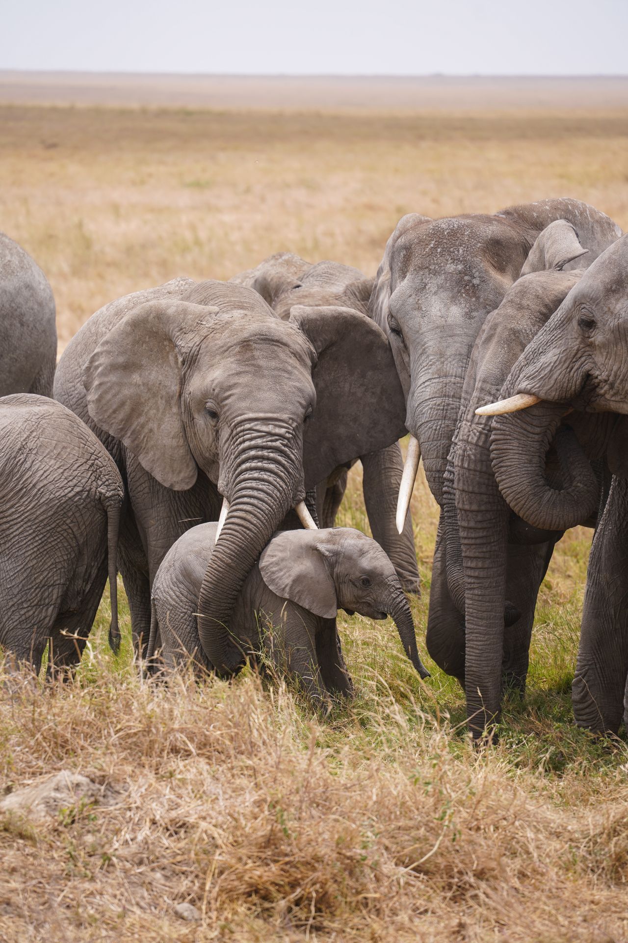 A group of elephants with a baby elephant at the center