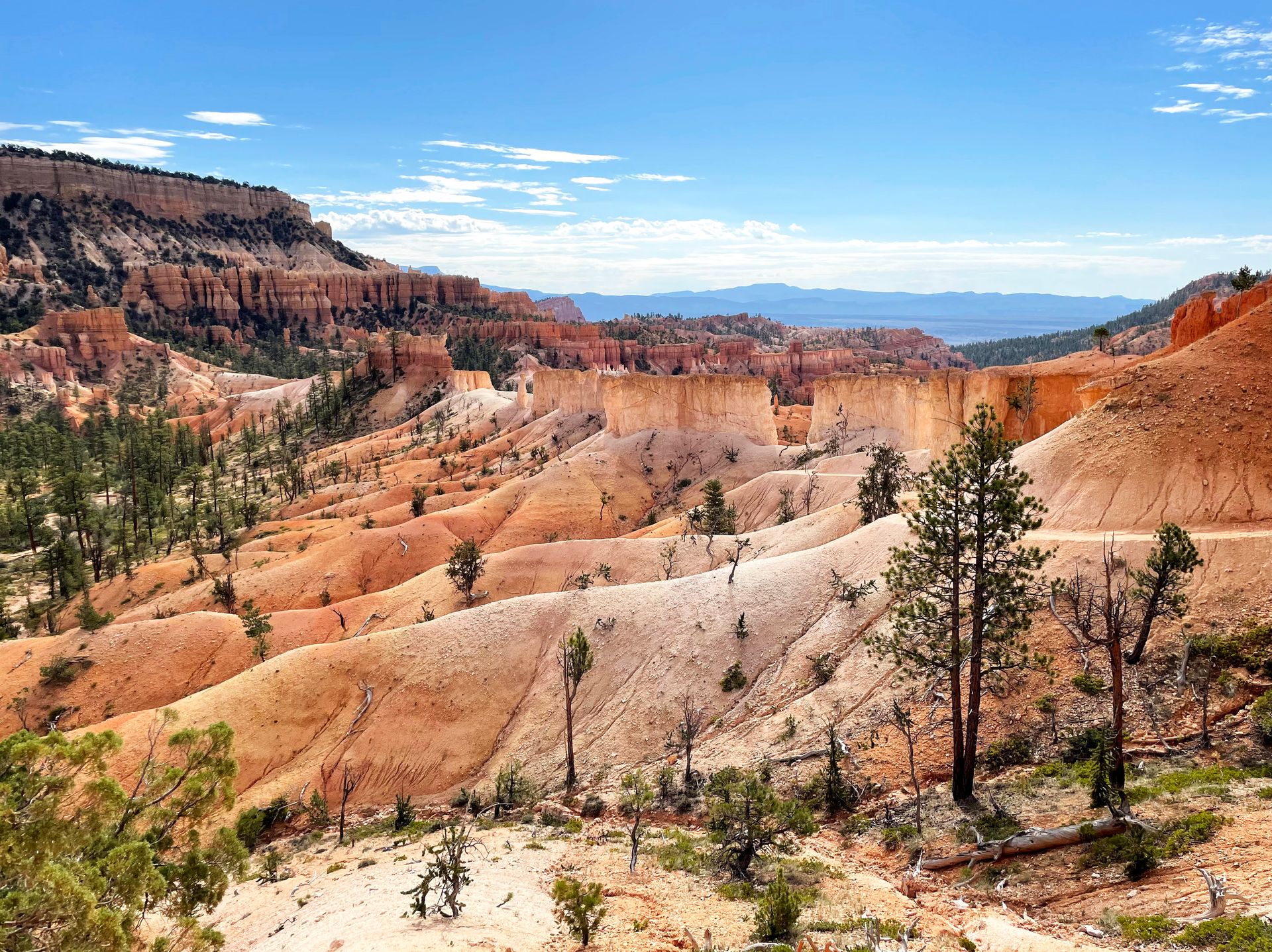 Smooth hills of orange rocks with some hoodoos and canyon walls in the distance.