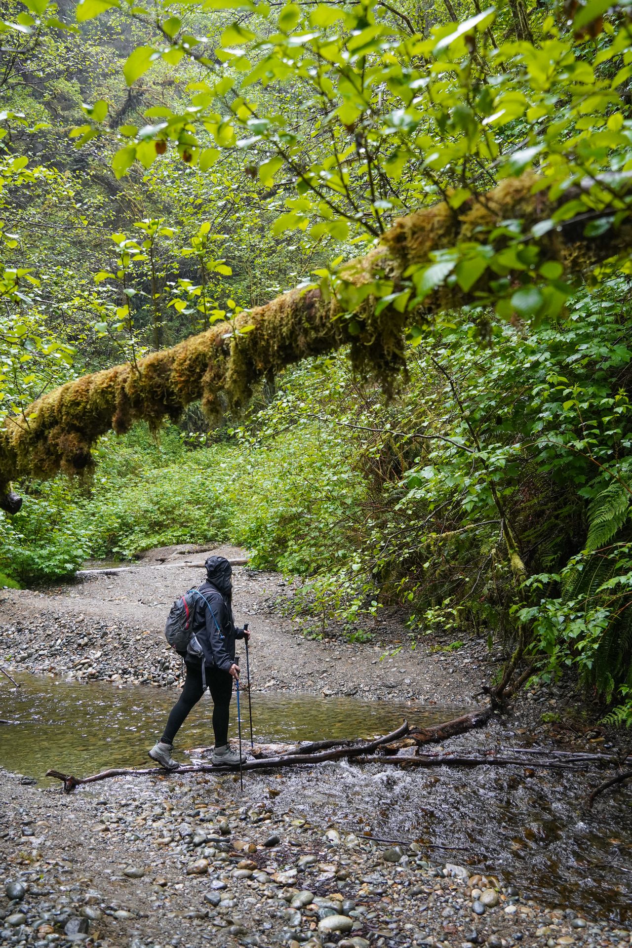 Lydia on a small river crossing with a branch above her on the Fern Canyon trail