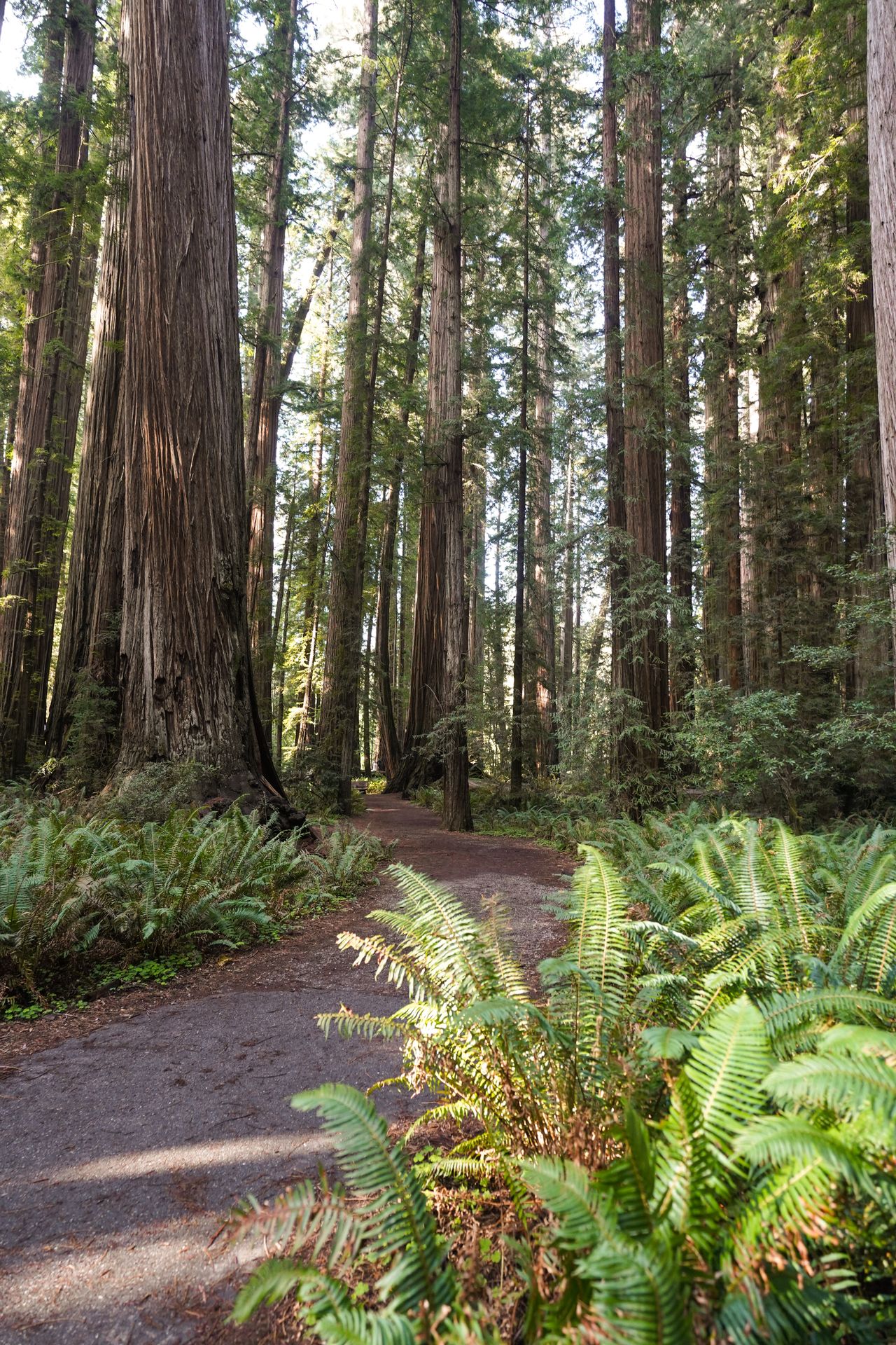 Ferns along a trail with redwood trees