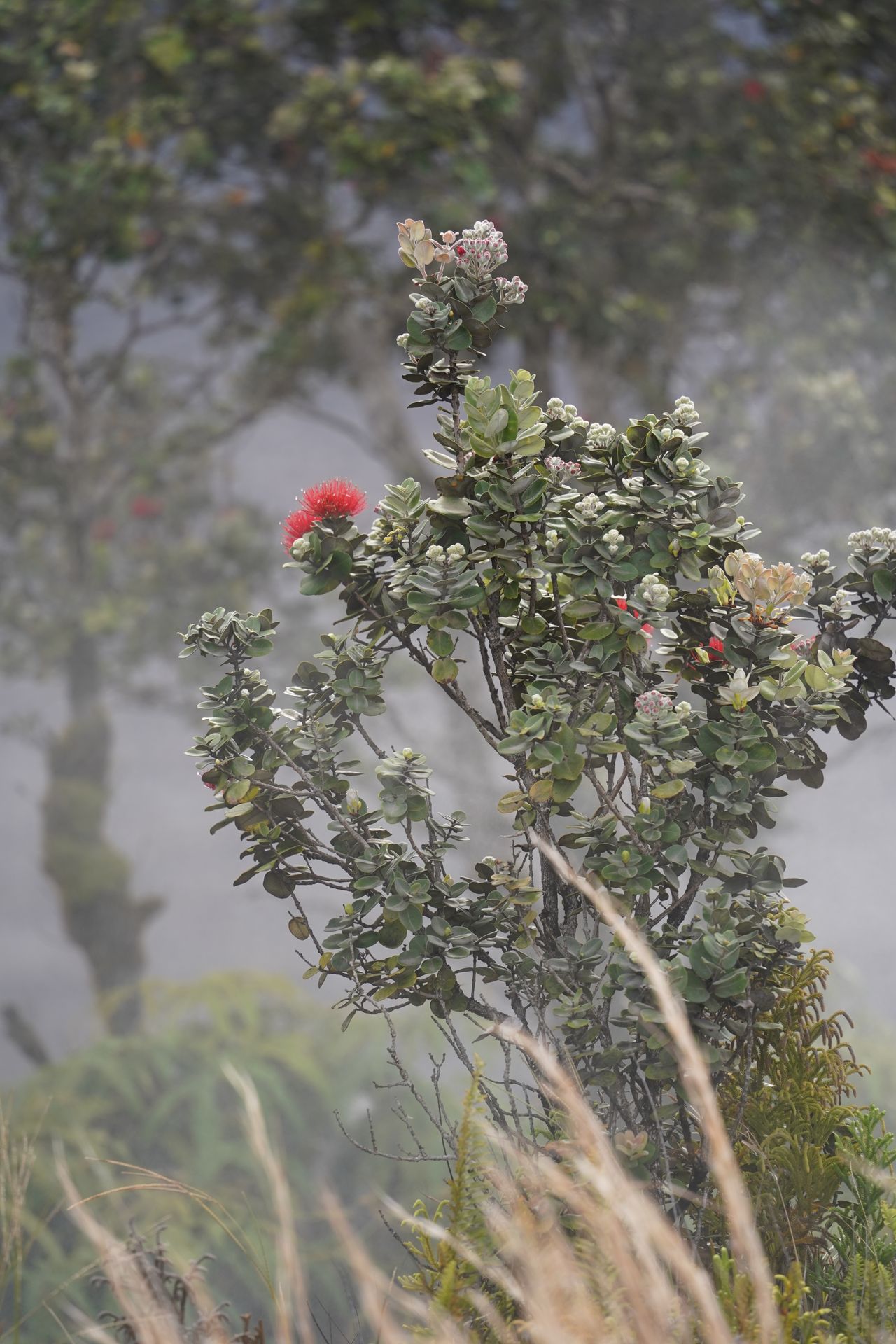 A red flower surrounded by stream from vents on the rim of Kīlauea