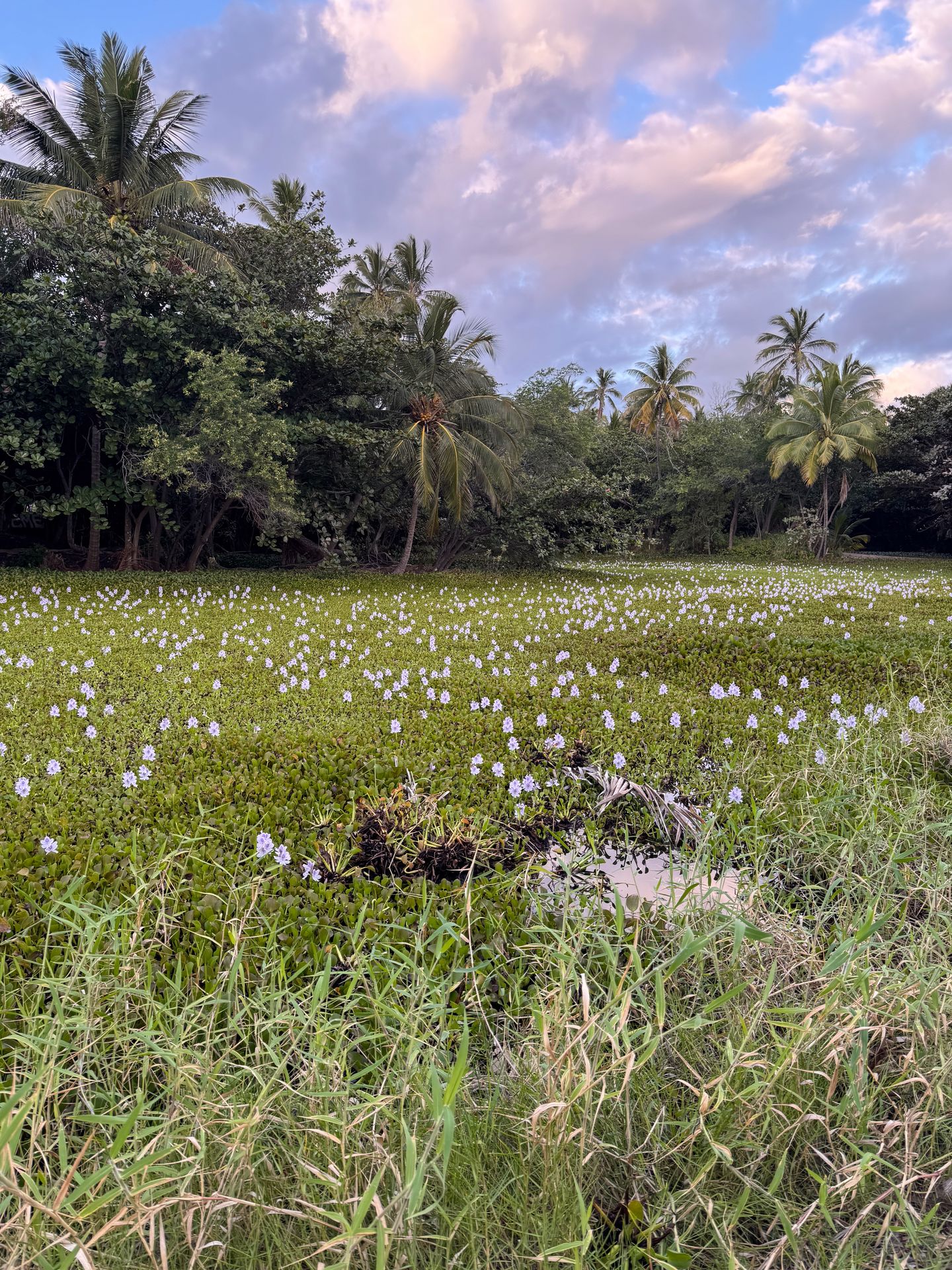 A field full of small purple flowers next to Punaluʻu Beach