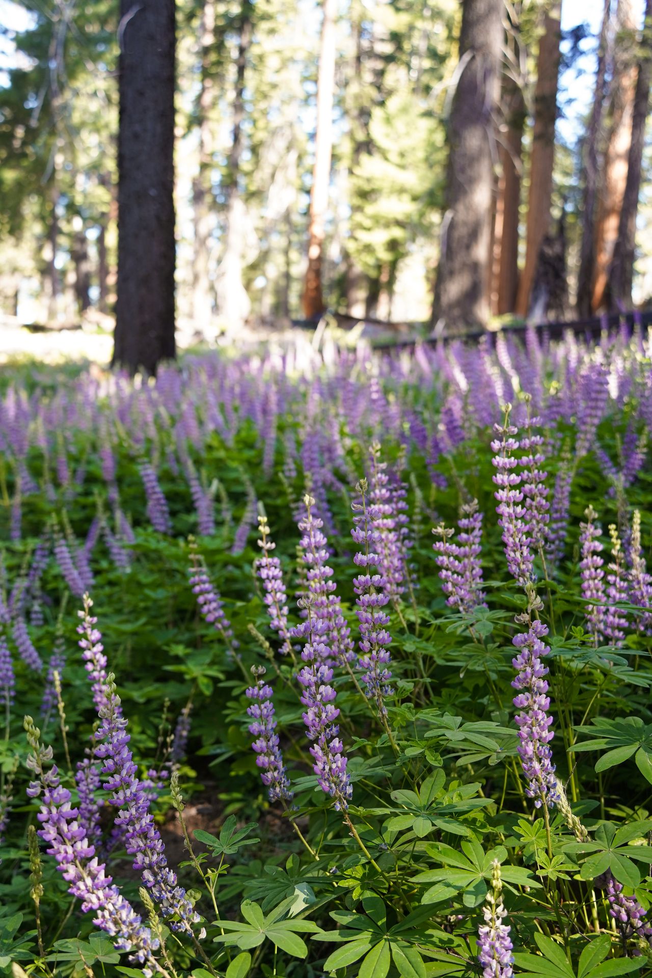 Purple lupine flowers along the Congres Trail in Sequoia National Park