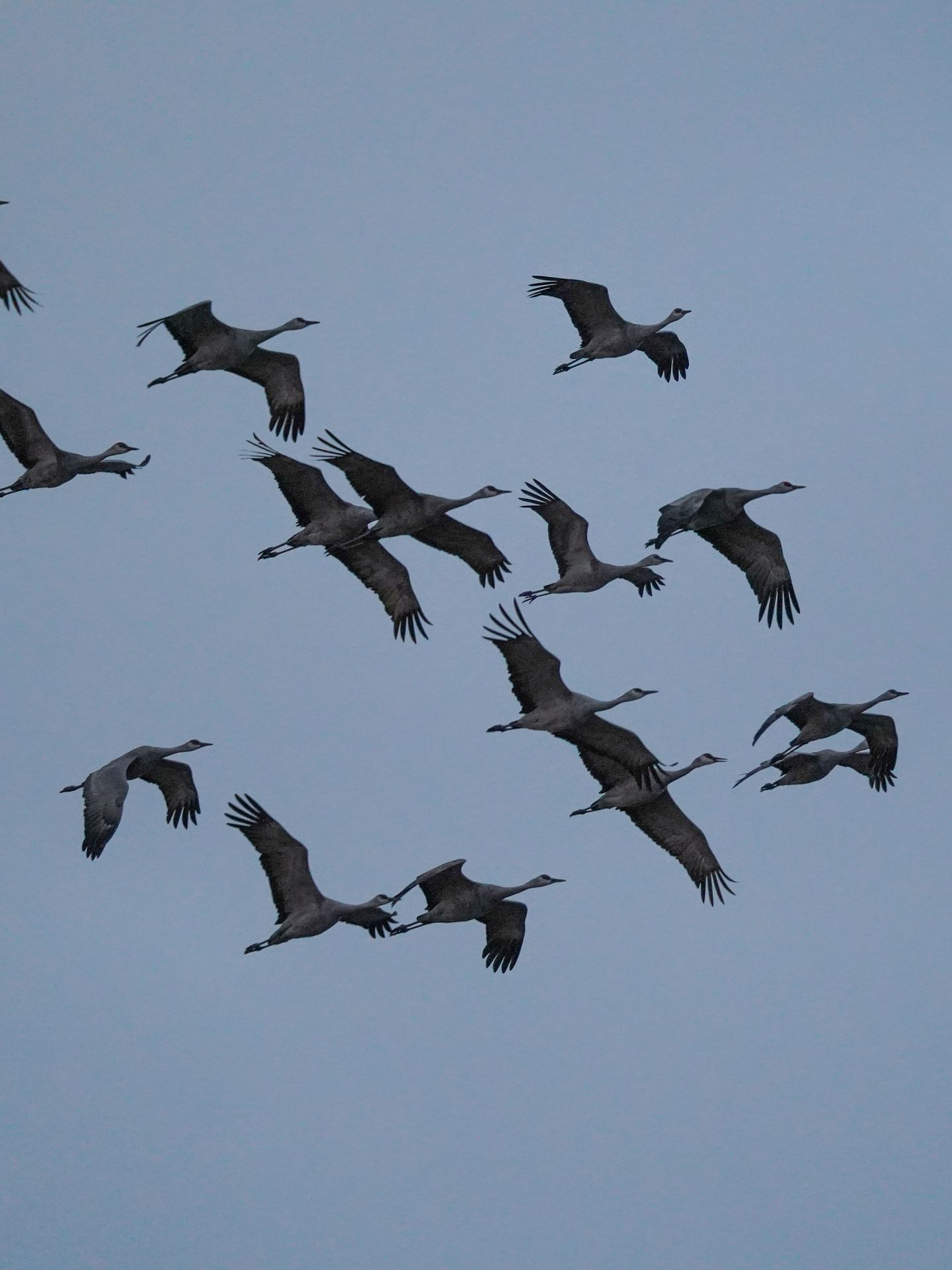 A group of Sandhill cranes flying