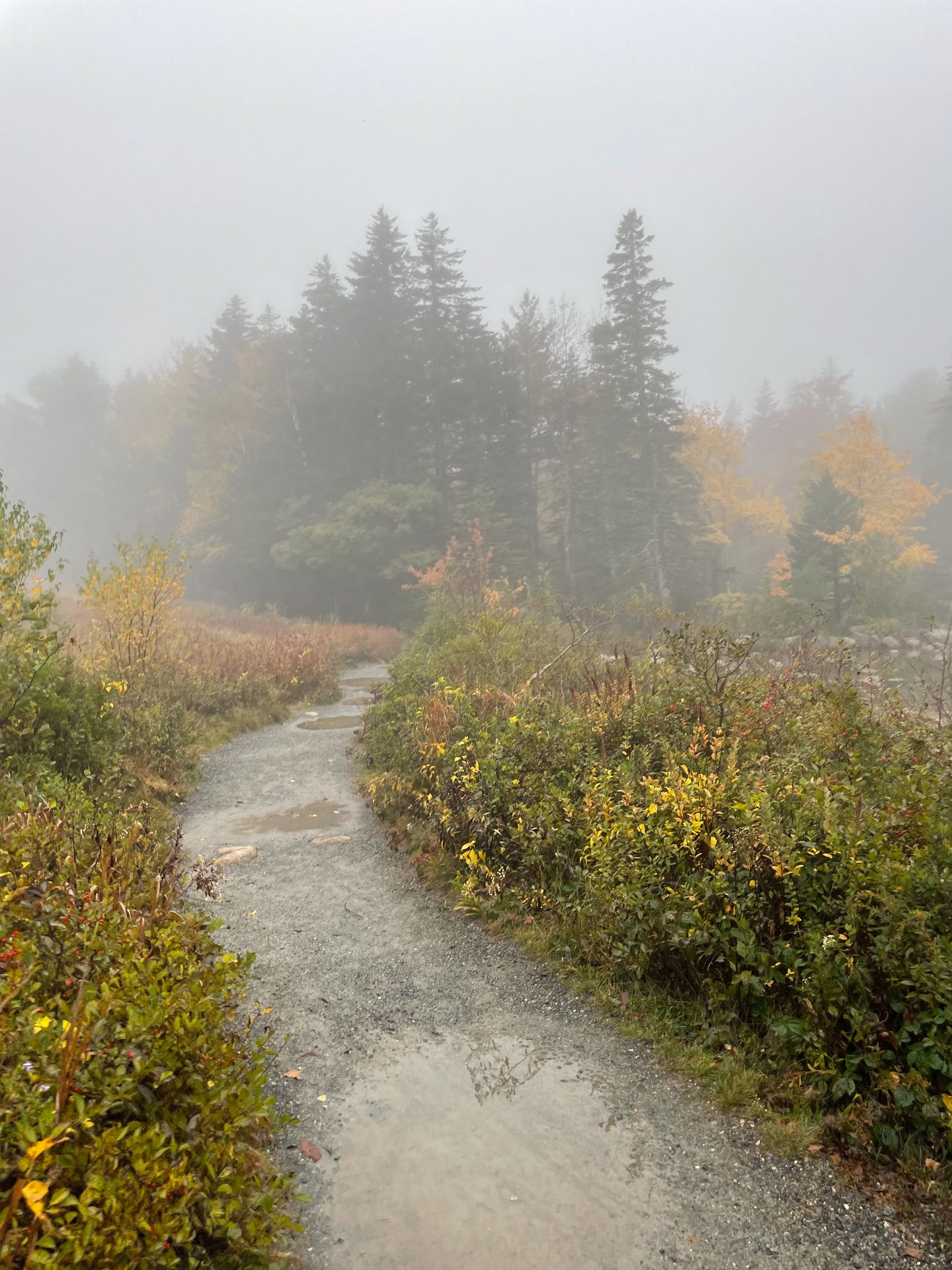 A foggy path in Acadia