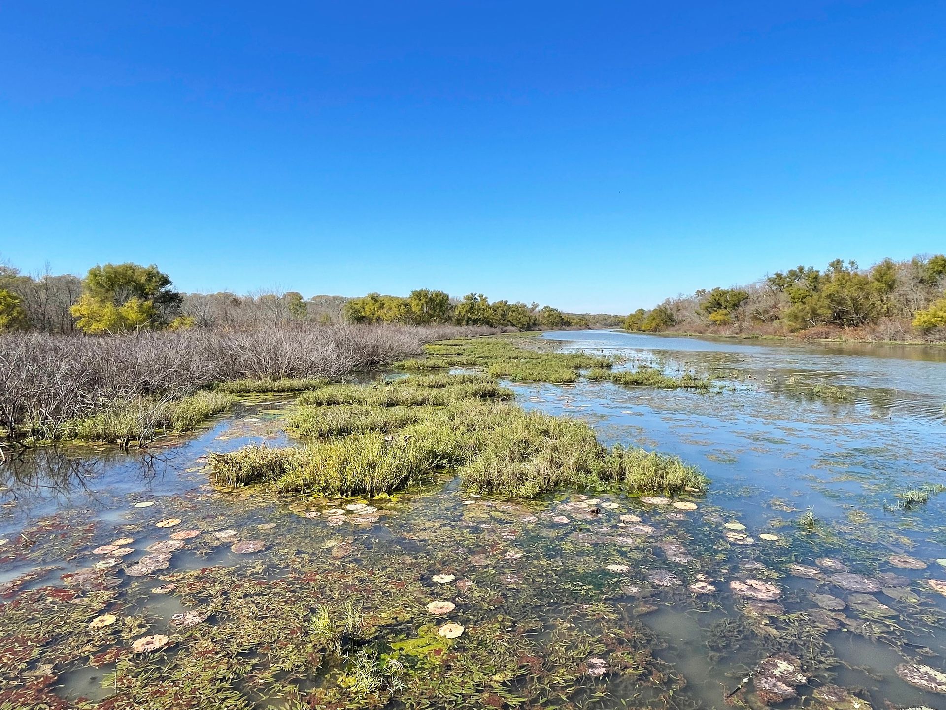 A river area with grasses mixed in with the water.