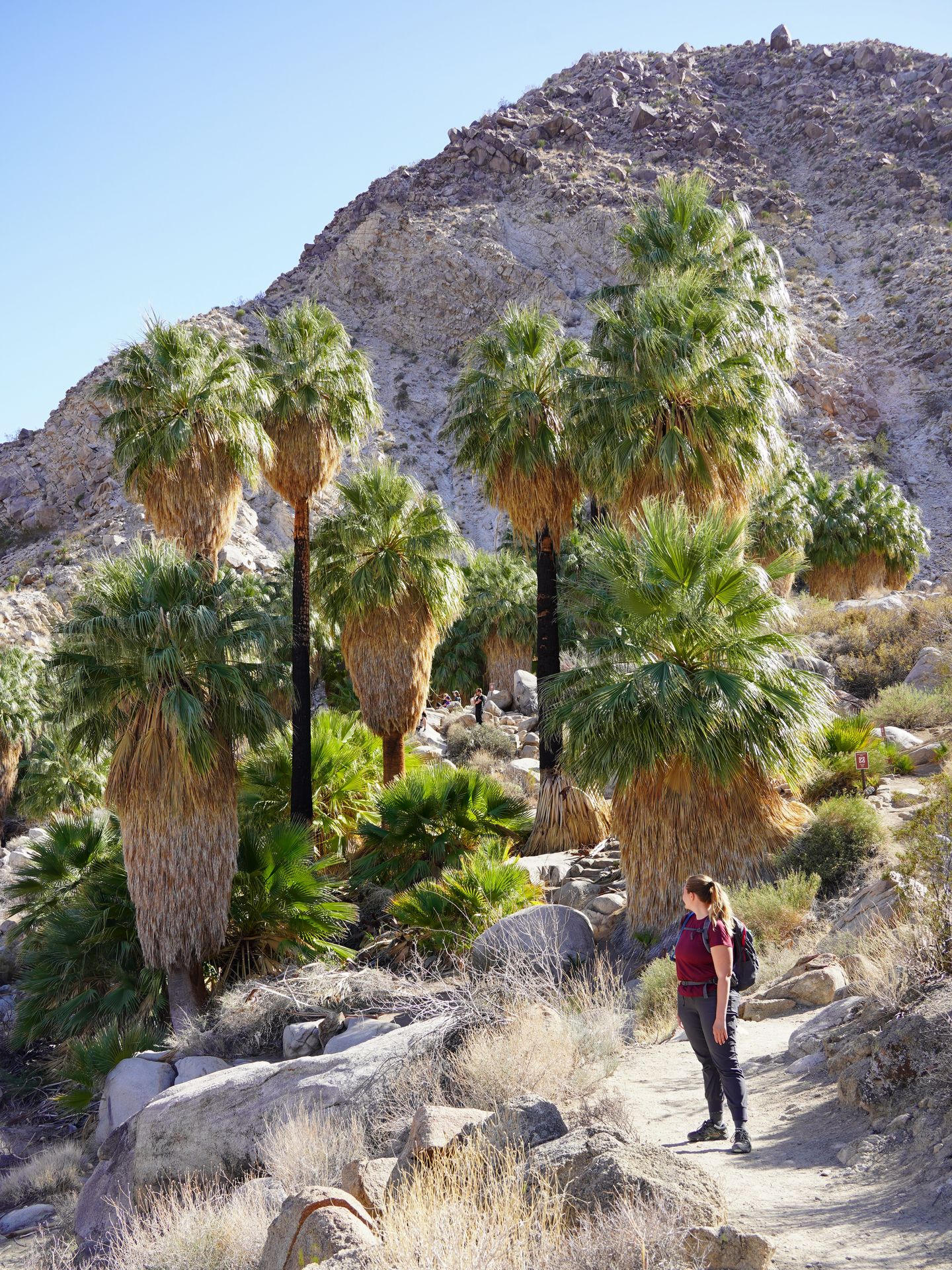 Lydia standing next to an area of tall palm trees on the FortyNine Palms Oasis trail