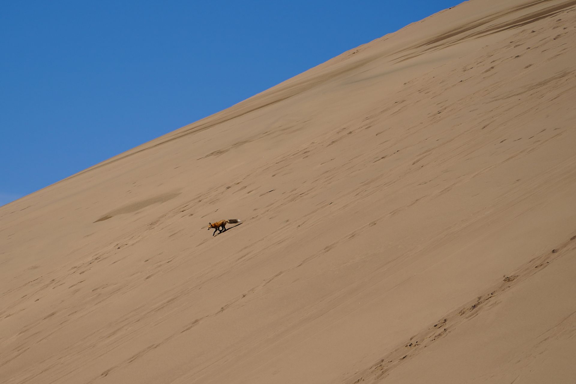 A fox walking down a steep hill of sand