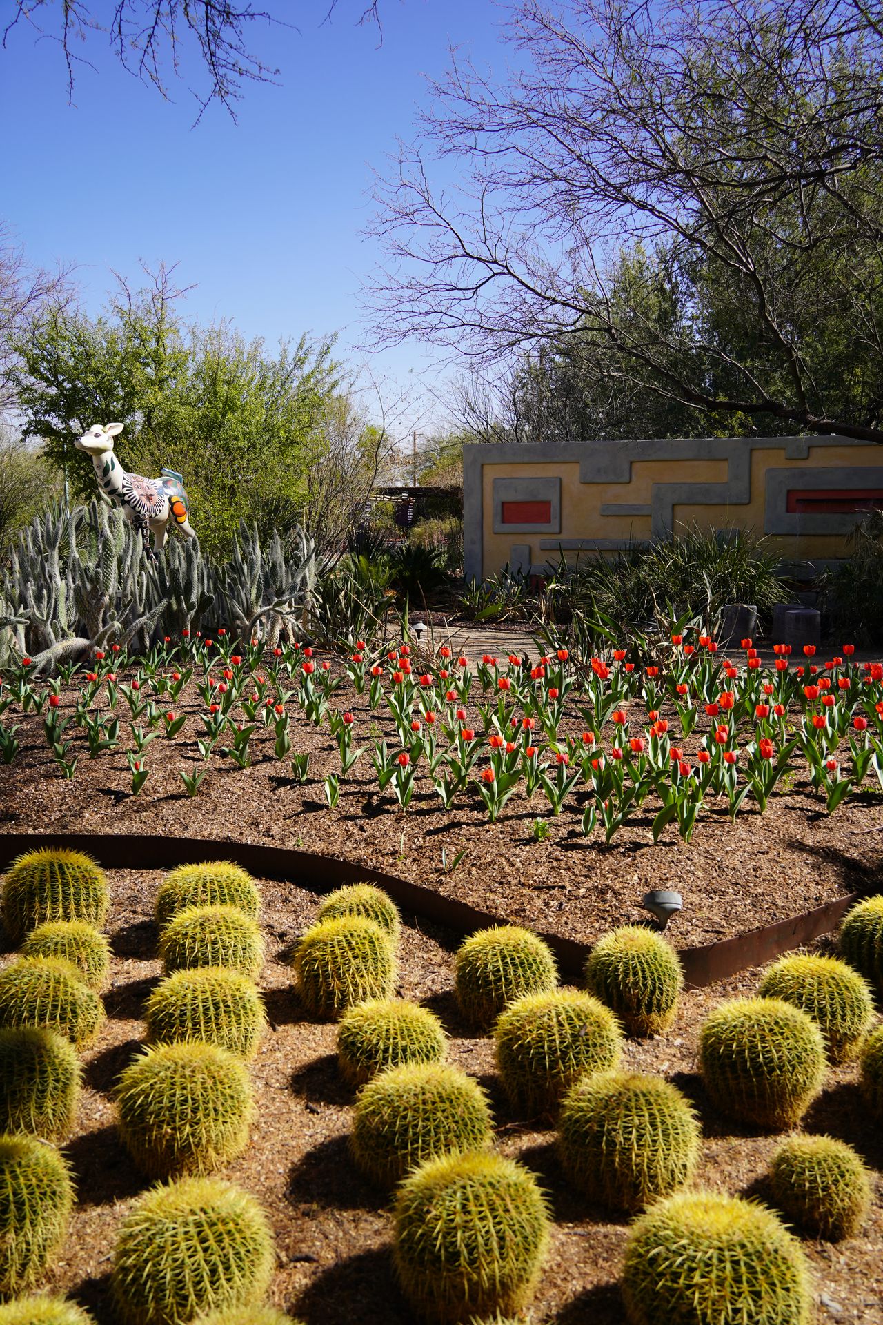 Cacti and flowers at the Tucson Botanical Gardens