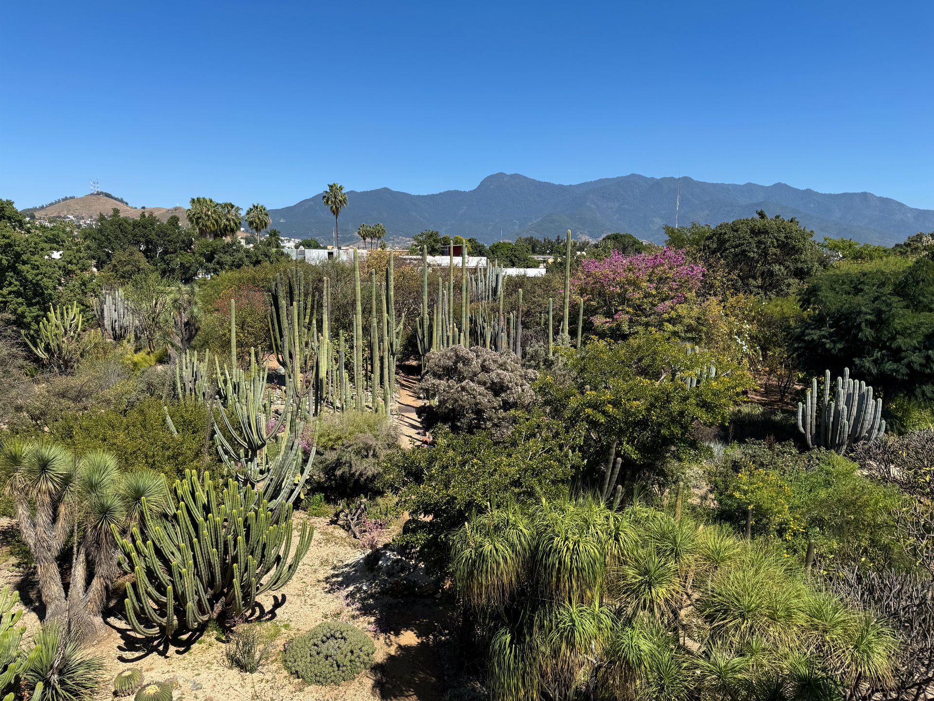Looking down at the Oaxaca Botanical Gardens from the Museum of Cultures