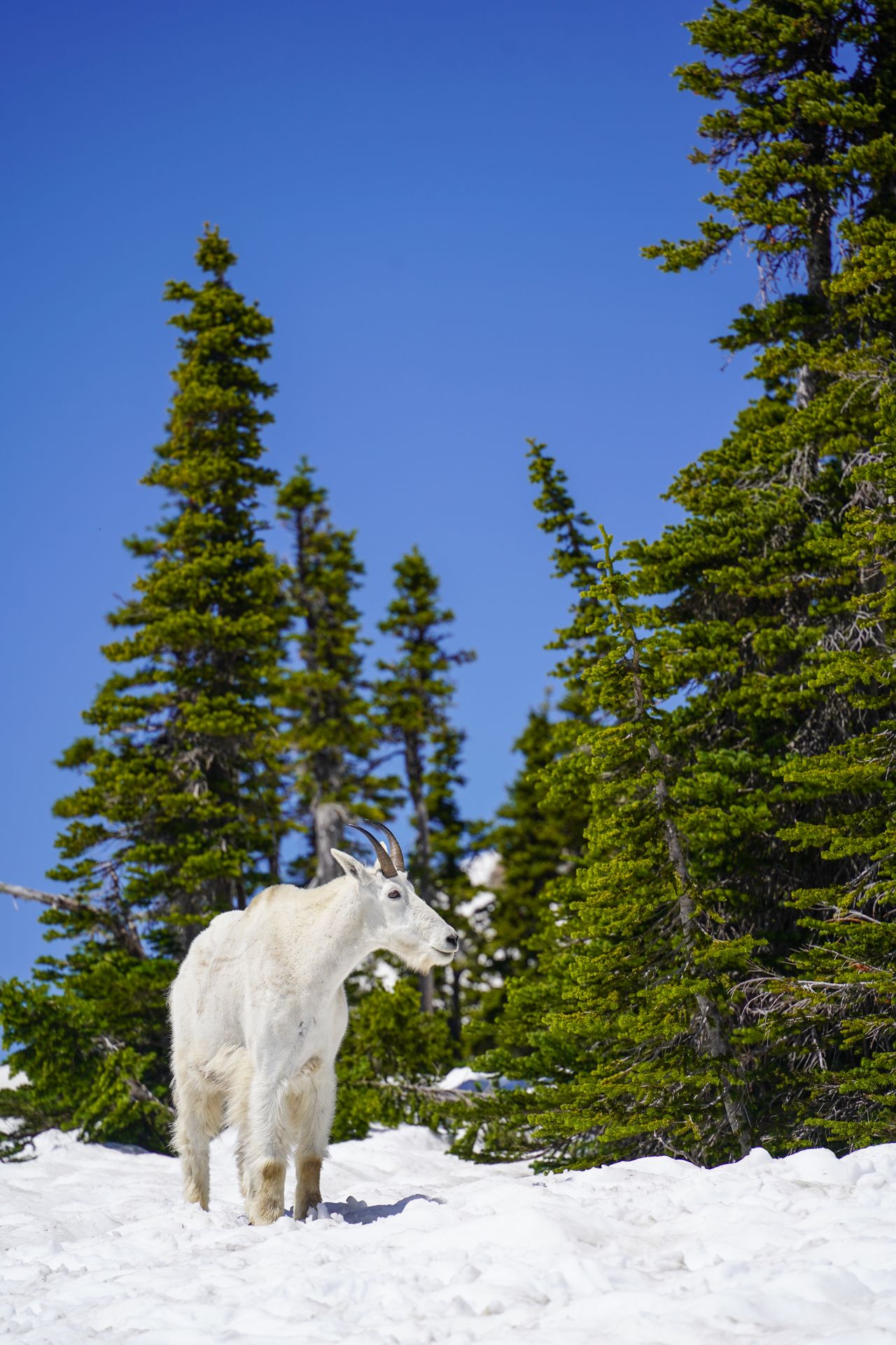 A white mountain goat standing among snow at Logan Pass in Glacier National Park