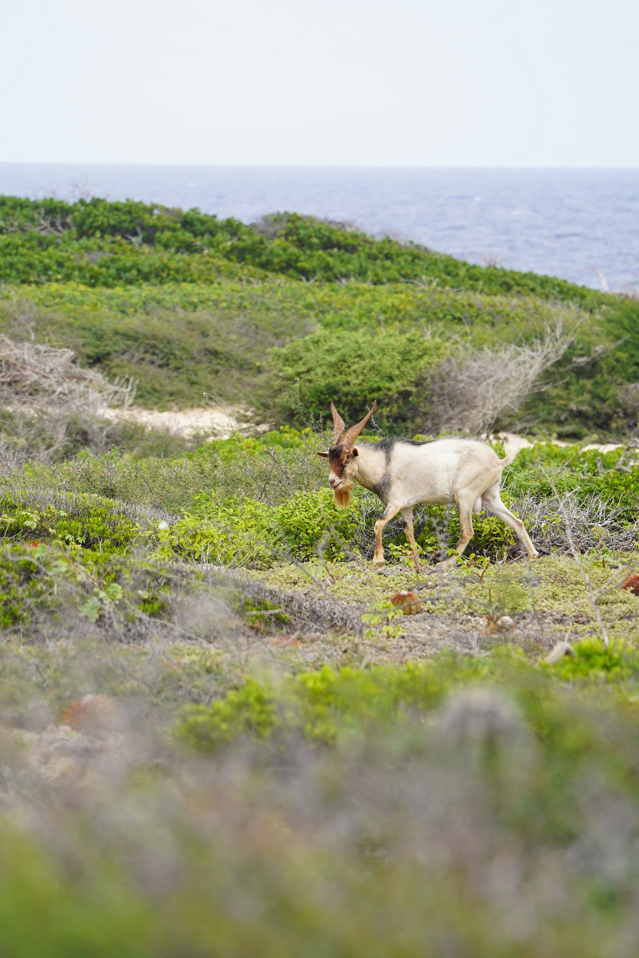 A goat walking in Arikok National Park