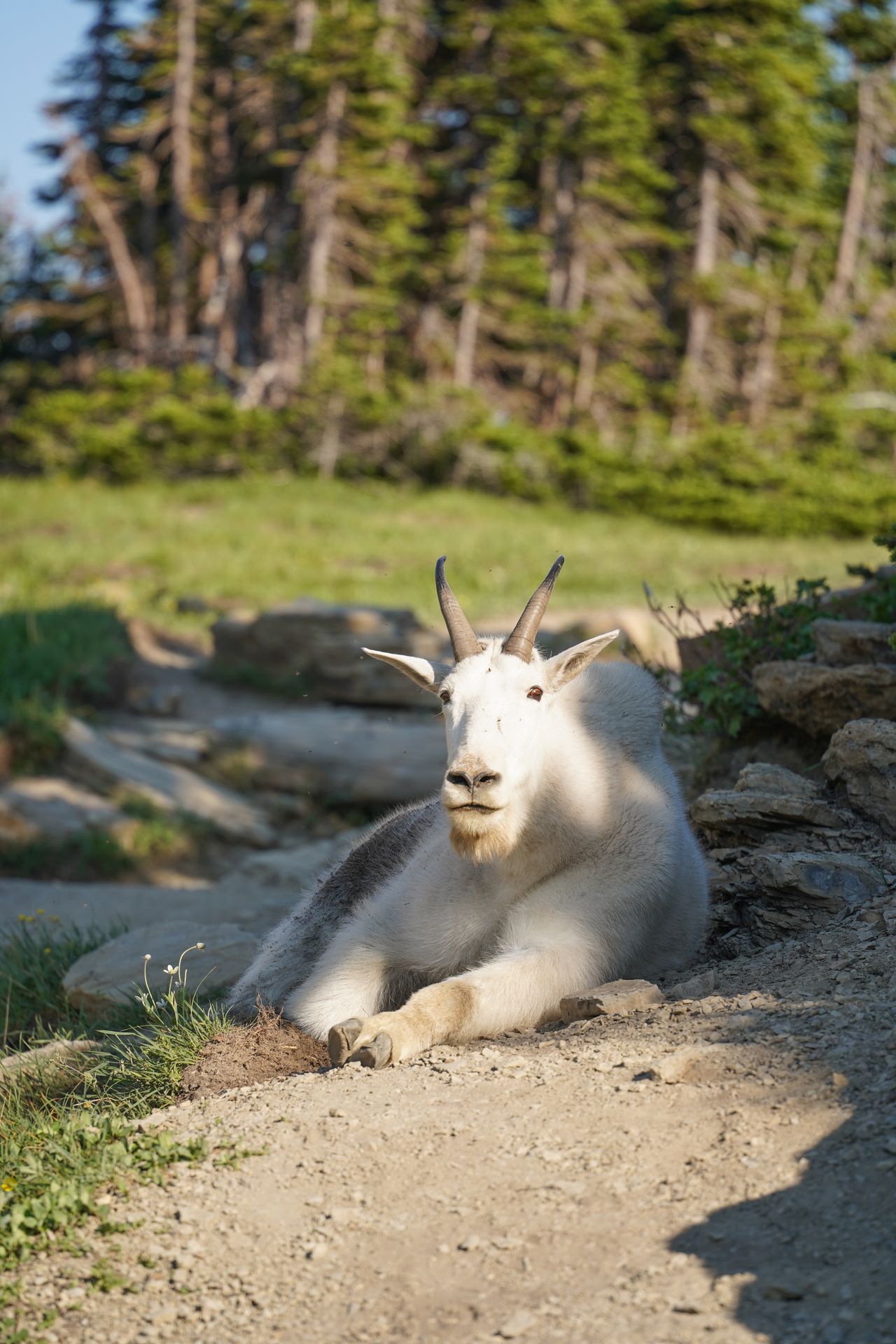 A white mountain goat laying on a trail and looking right at the camera