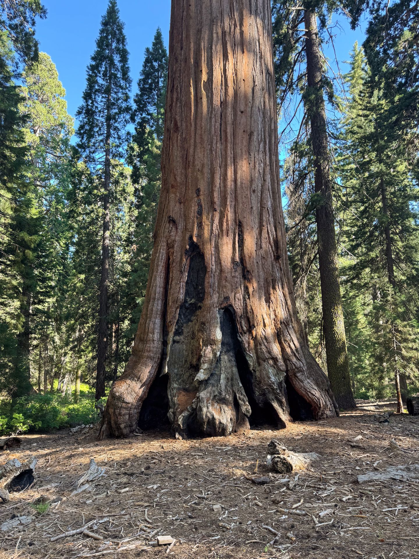 The base of a sequoia tree in Kings Canyon