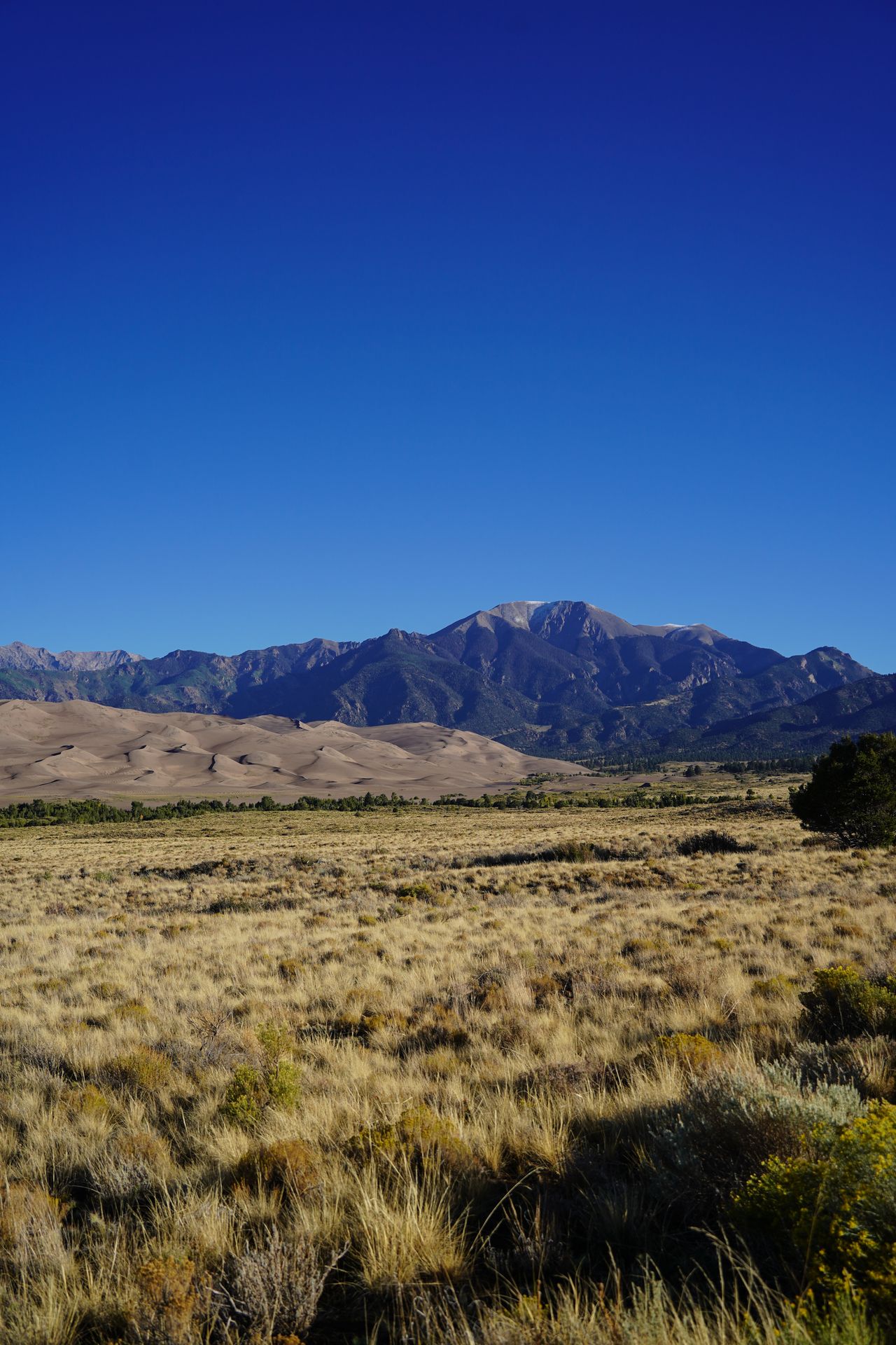 A view of short green shrubs in front of sand dunes and mountains in the distance