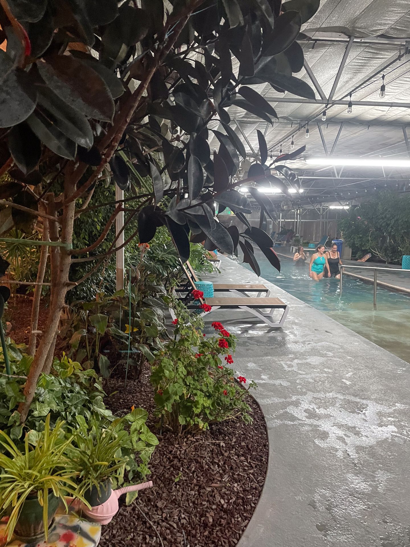 Trees and greenery next to an indoor pool