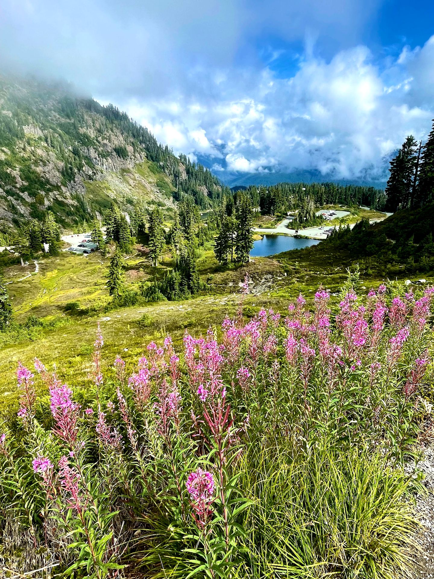 Purple flowers with a lake in the distance on the Heather Meadows trail.