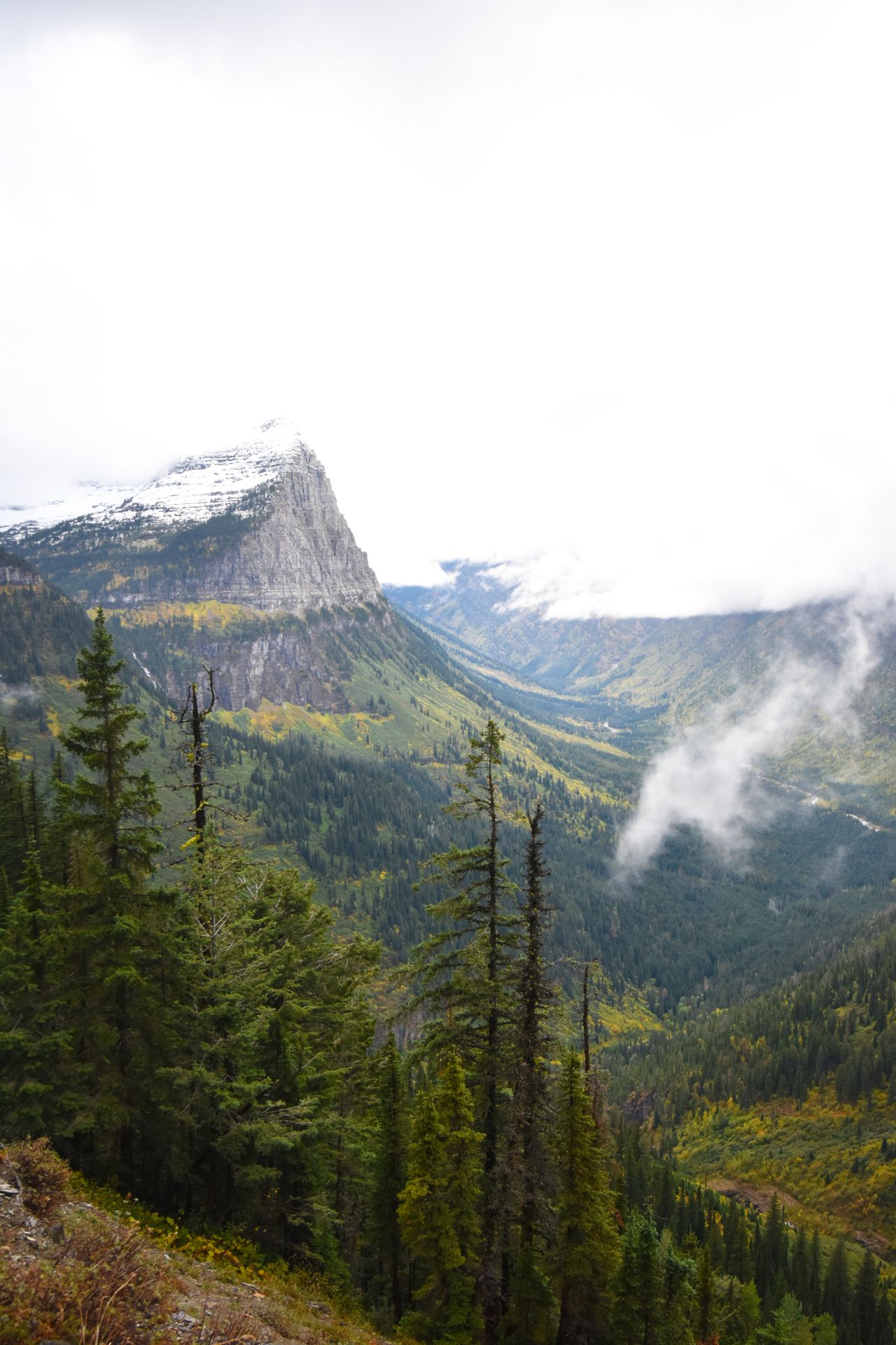 A view of a mountain and pine trees with a little bit of fog in the air.