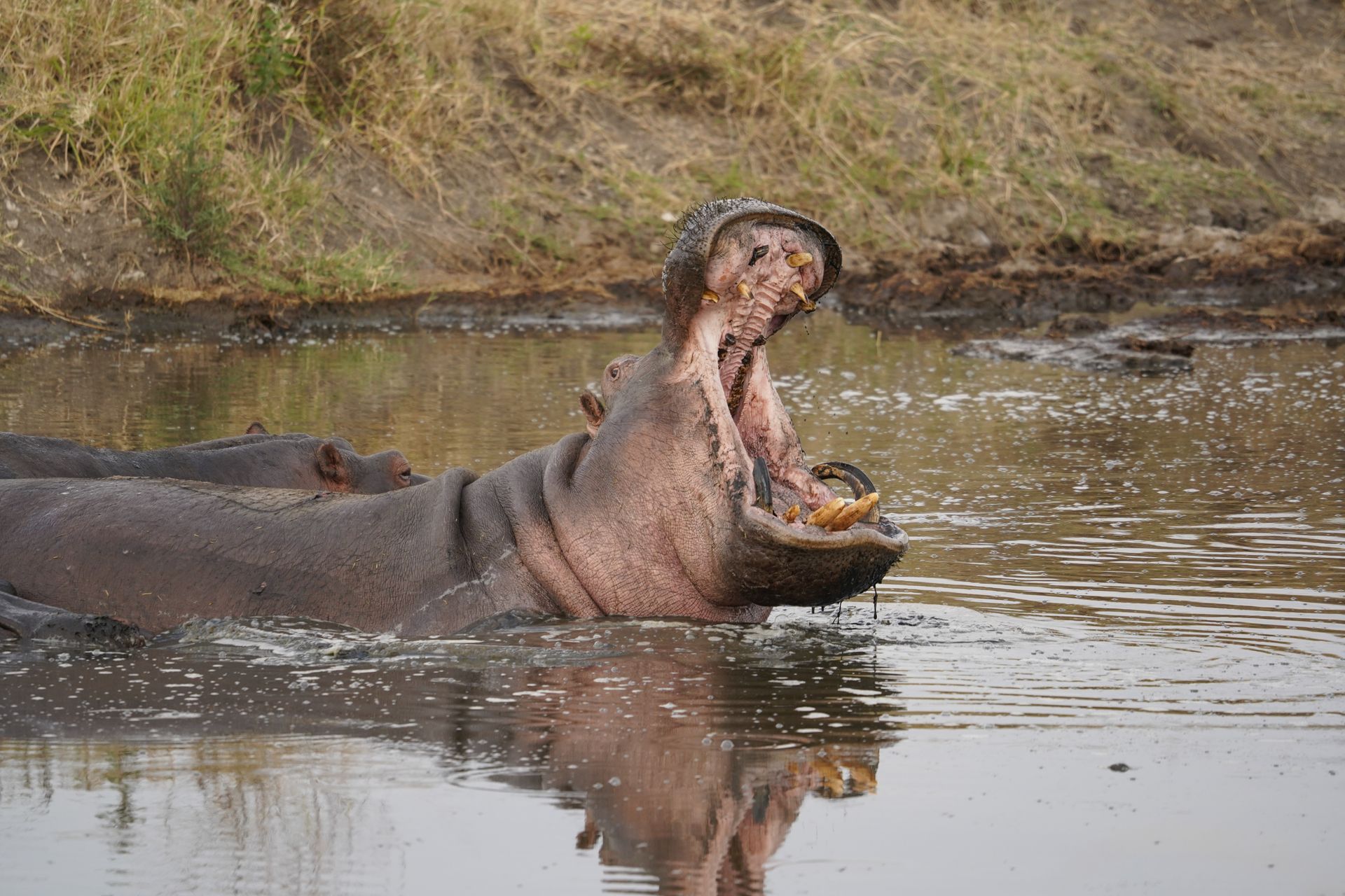 A hippo in the water with it's mouth wide open