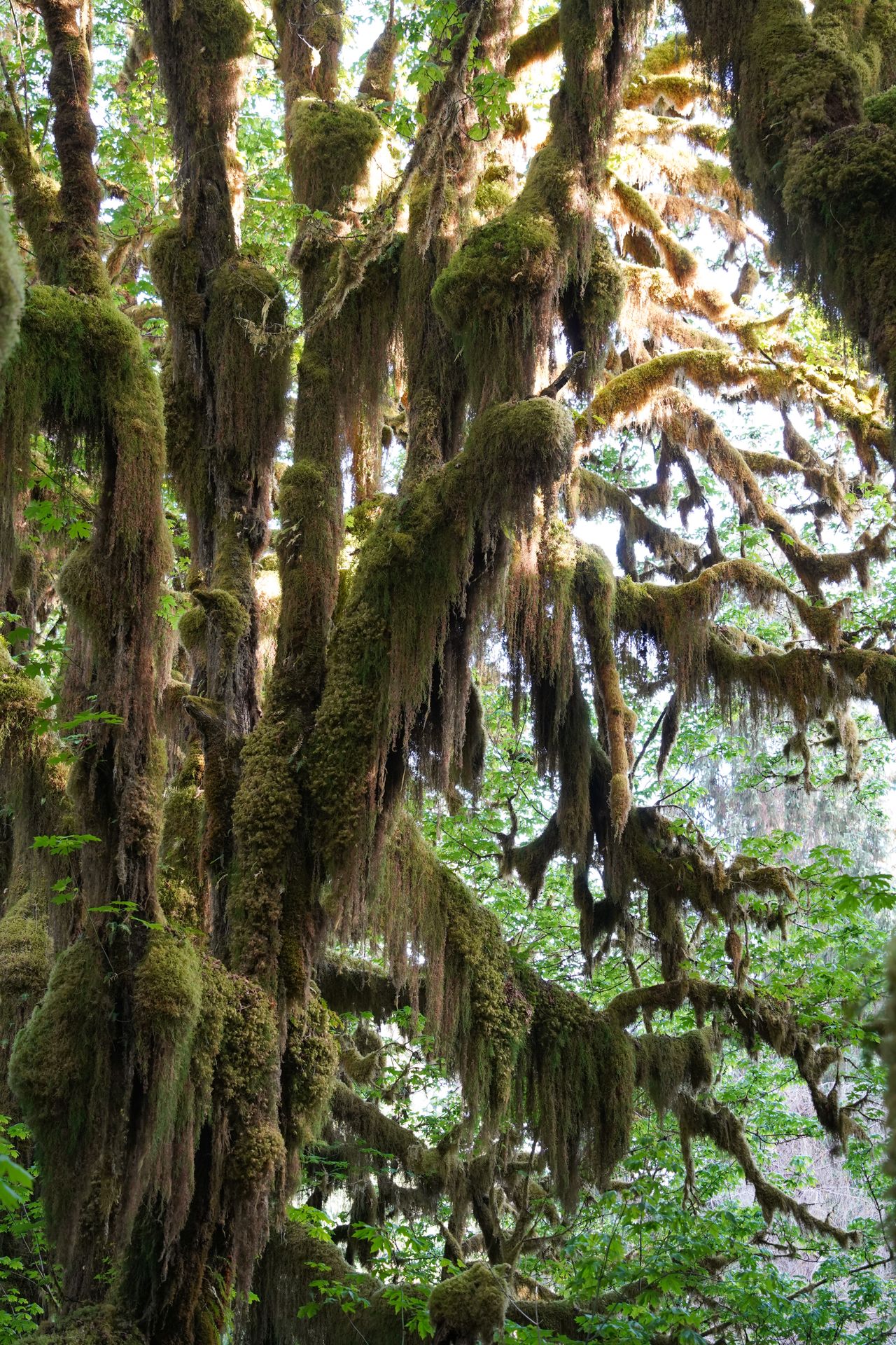 Looking up at a tree that is covered in thick moss