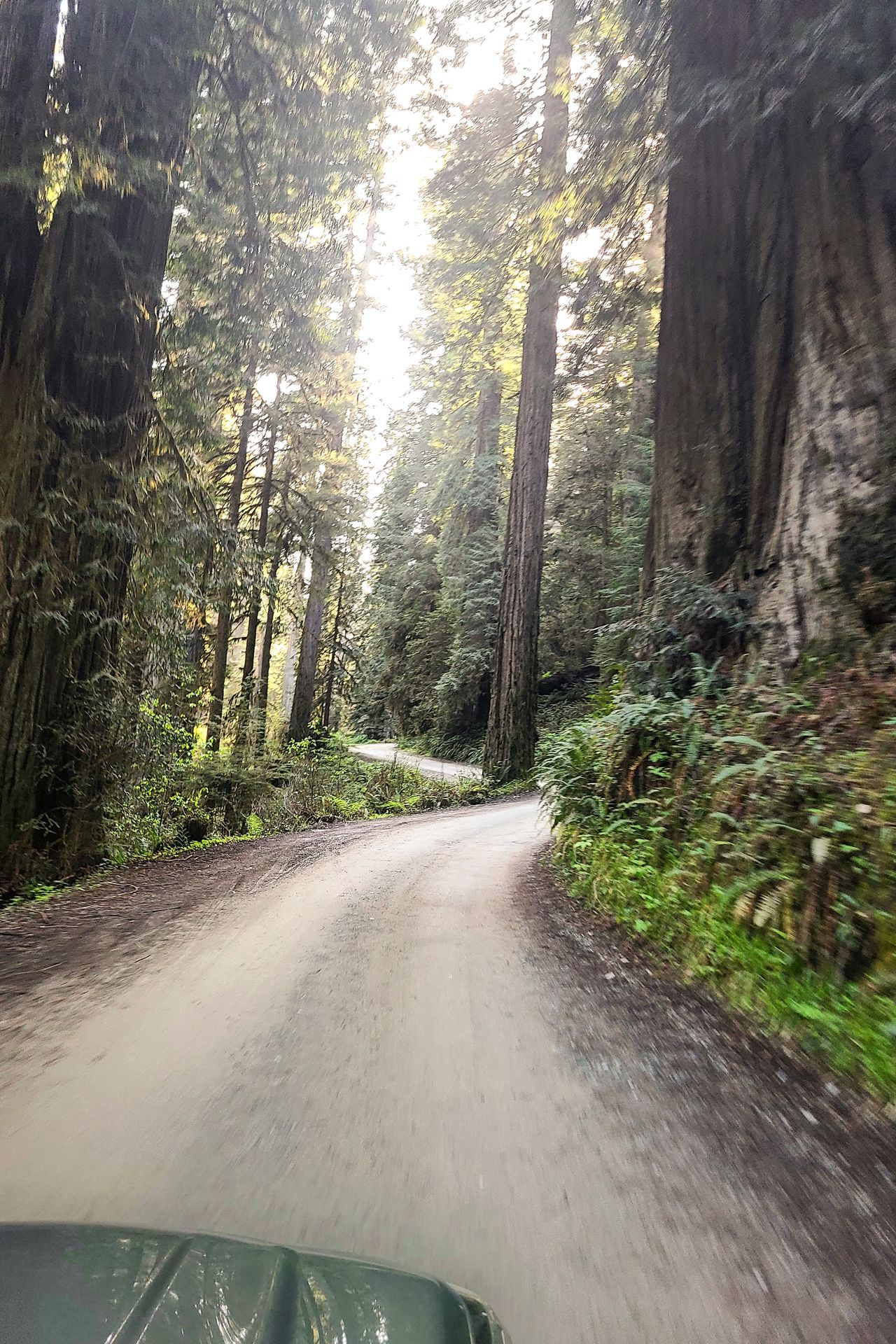 The view driving the Howland Hill Road, which is narrow and very close to the trees