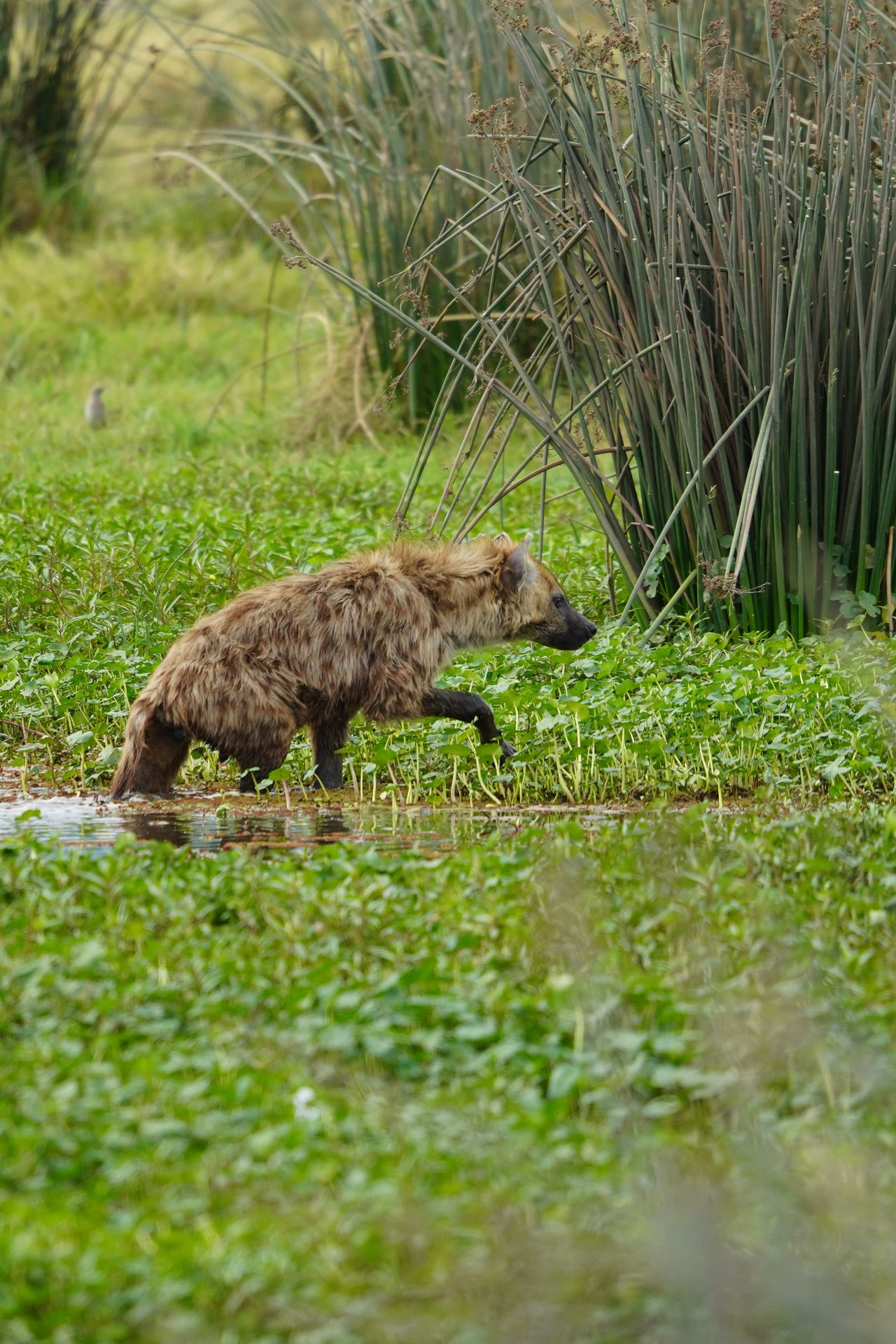 A hyena walking through water and green lily pads at the Ngorongoro Crater