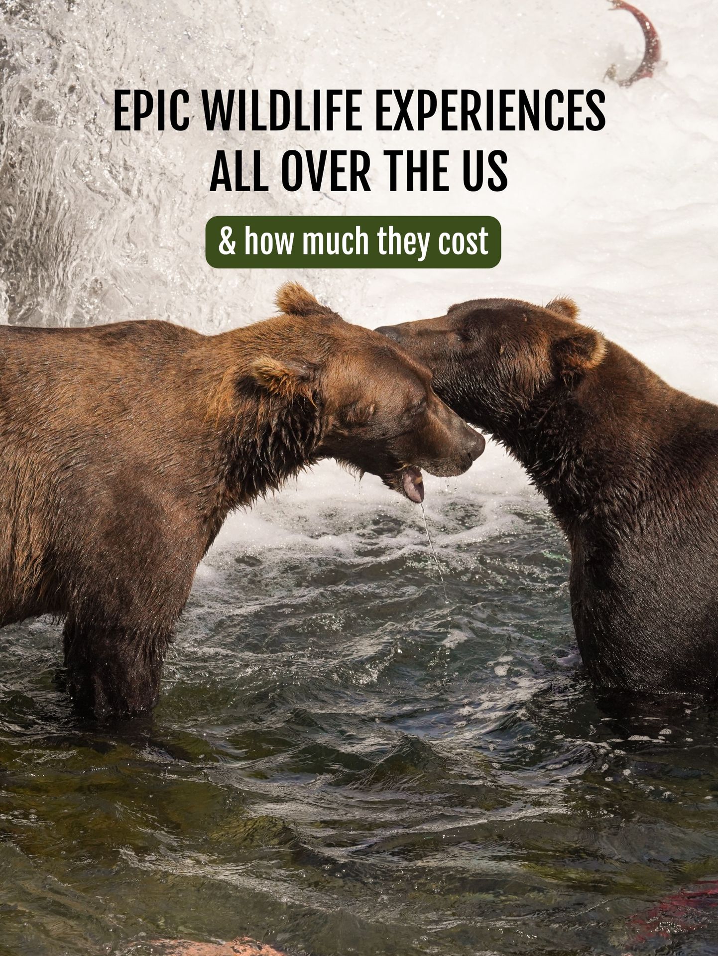 Who else will travel to see wildlife? 🙋‍♀️