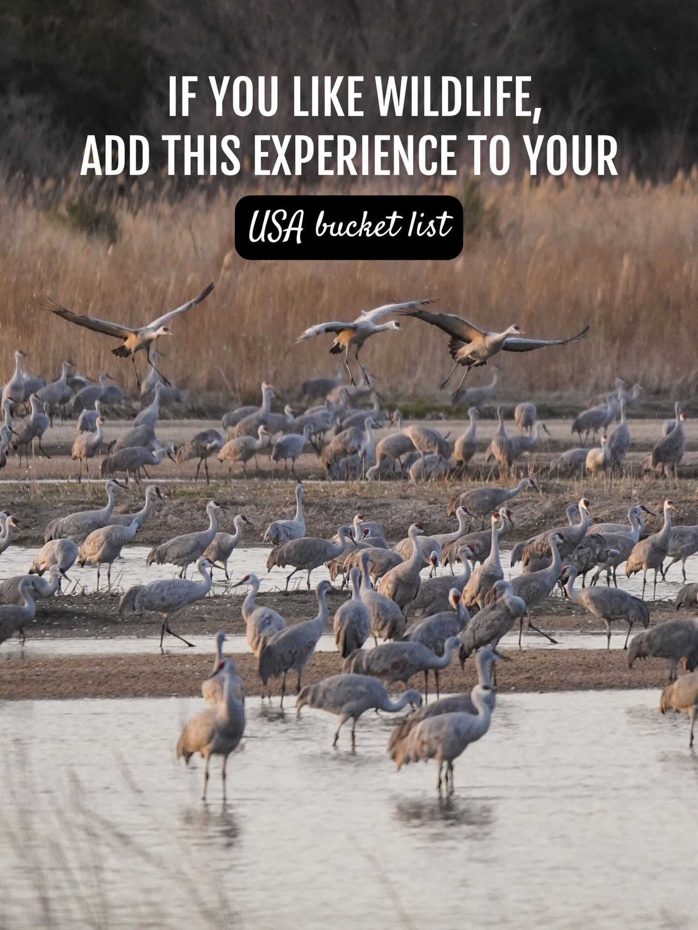 Did you know you could witness an incredible bird migration in Nebraska? This experience is worthy of your USA bucket list! (ad)