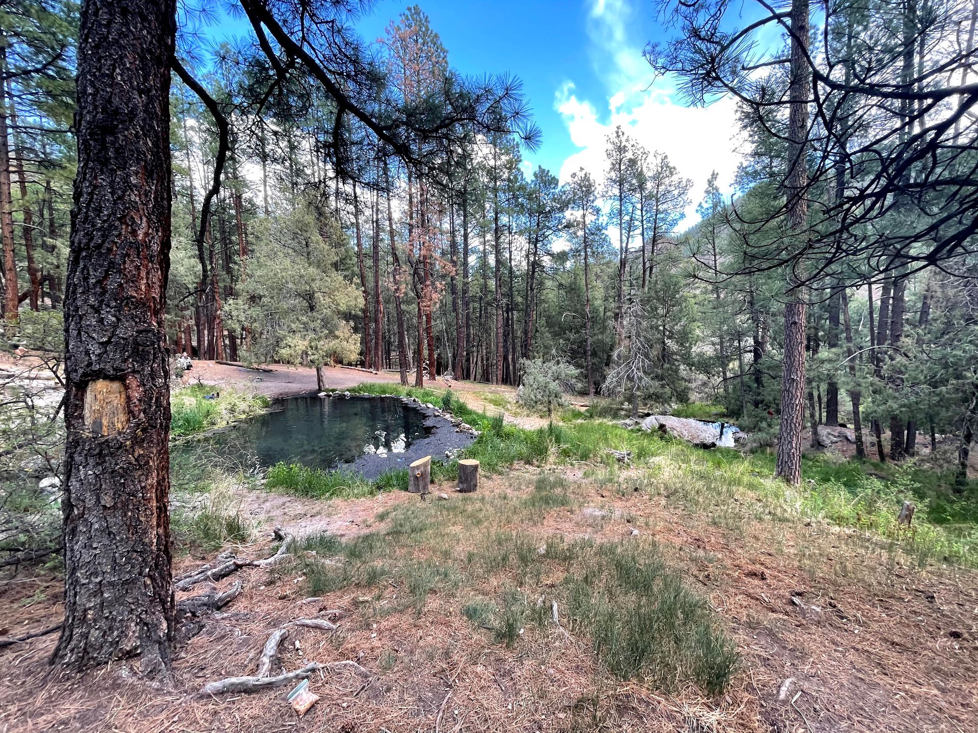 A pool of water with many tall trees surrounding it.